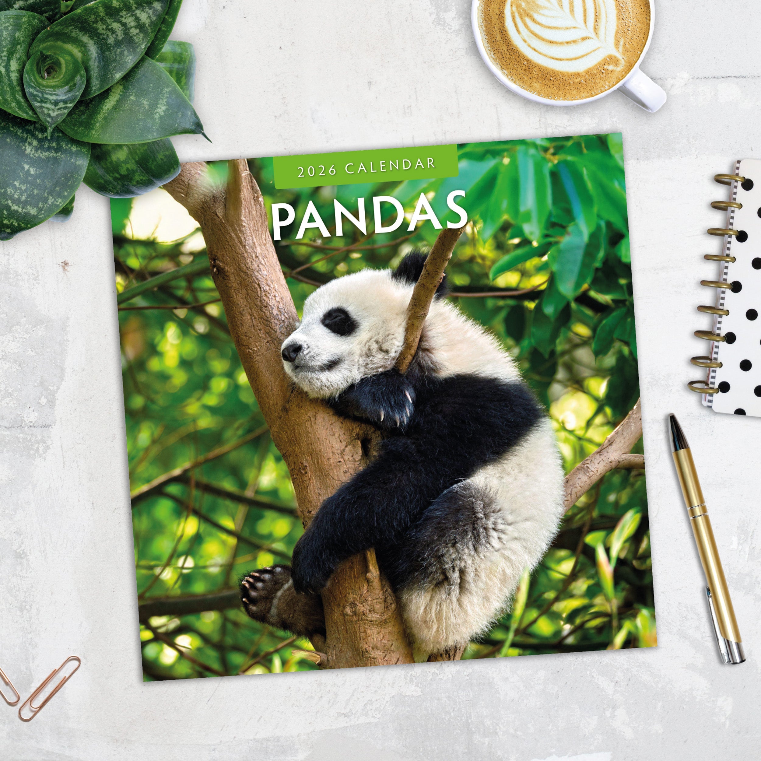 2026 Pandas - Square Wall Calendar