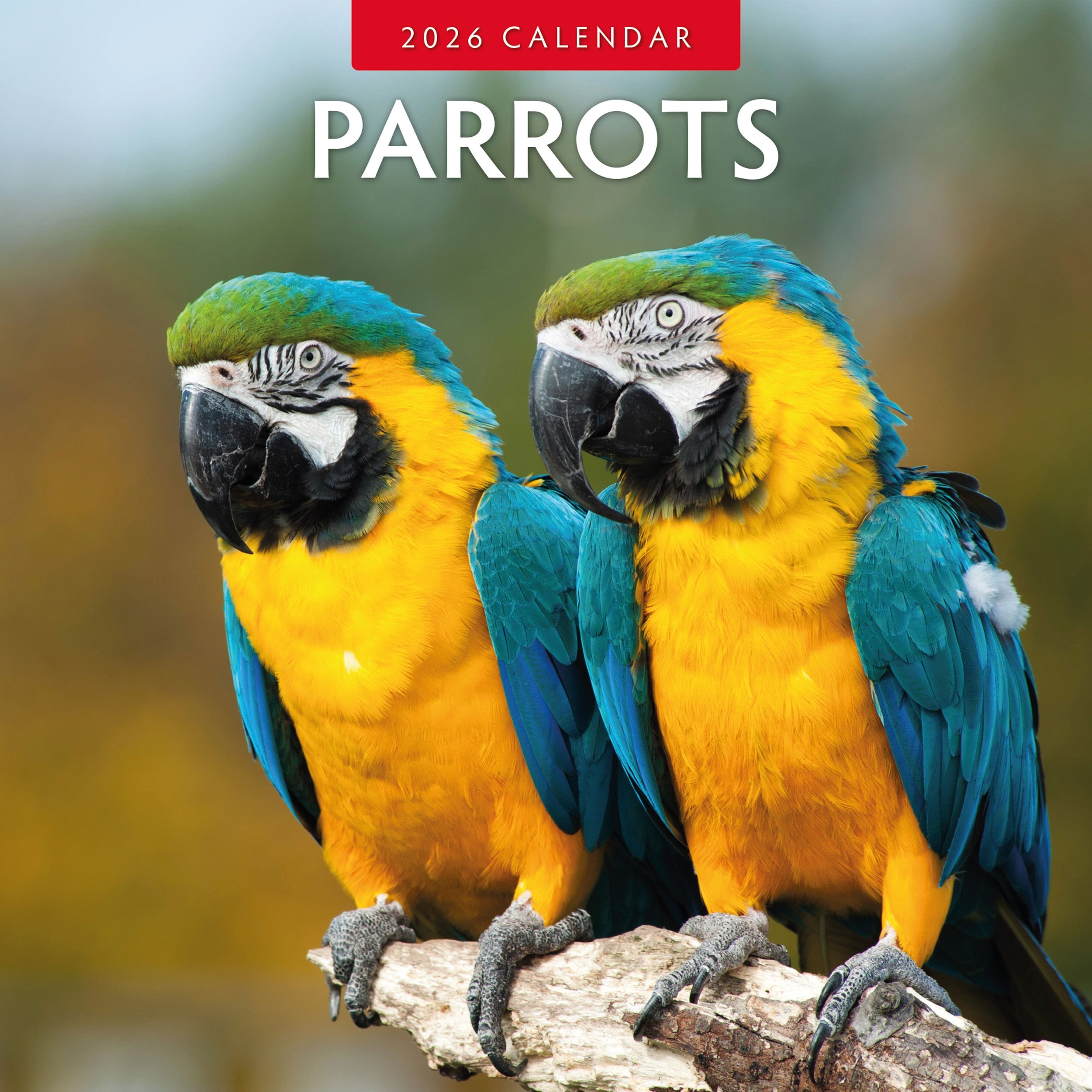 2026 Parrots - Square Wall Calendar