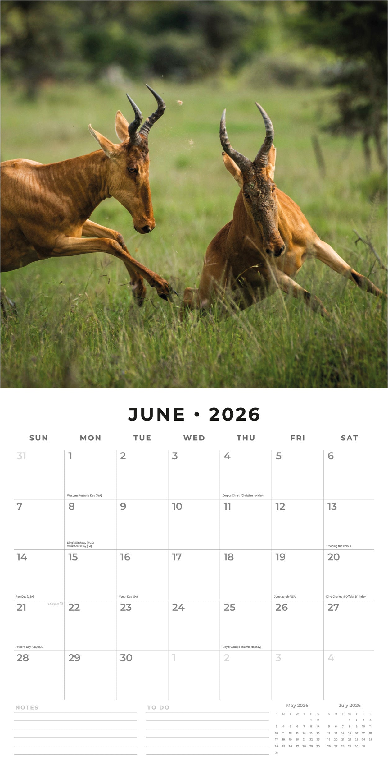 2026 Safari - Square Wall Calendar