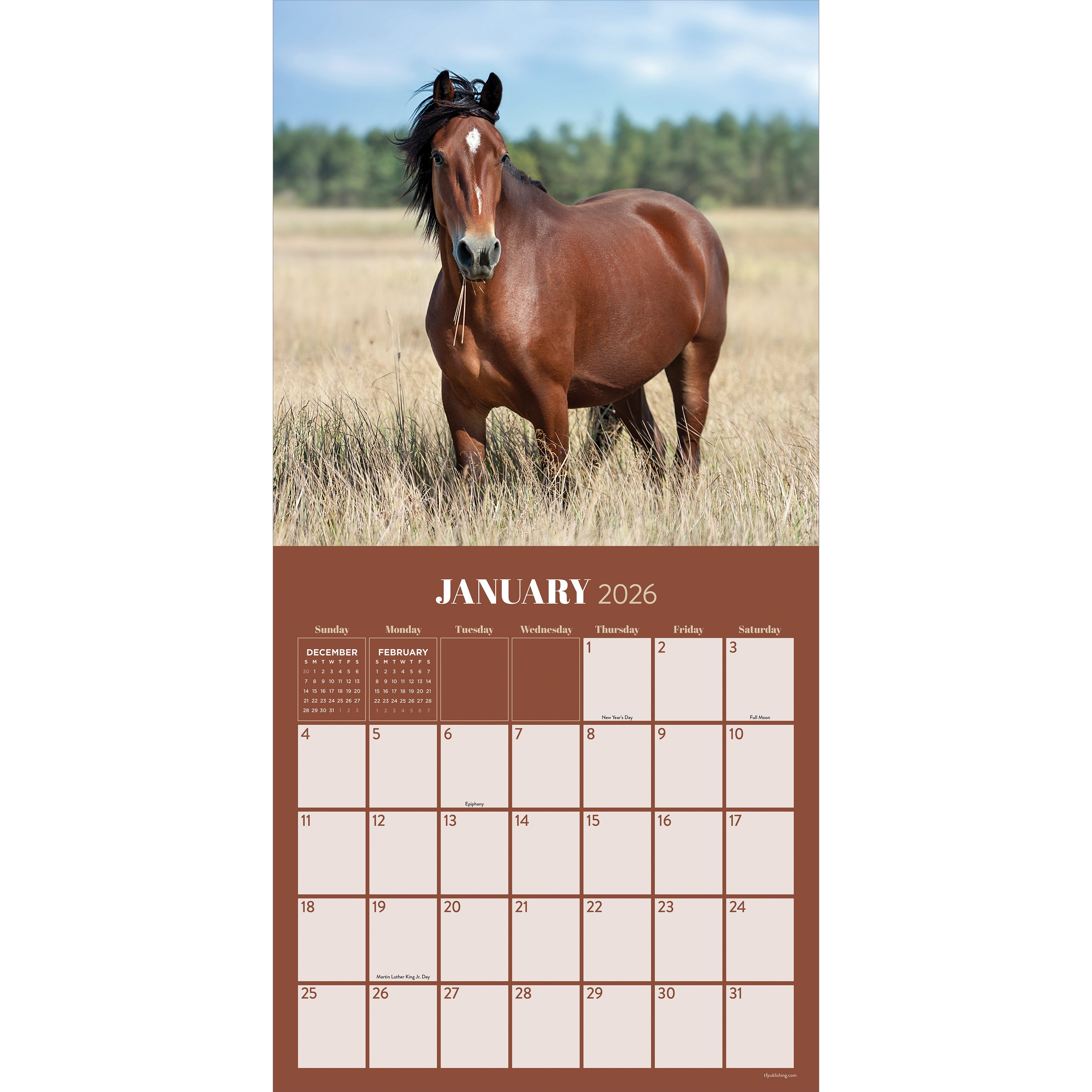 2026 Horses - Square Wall Calendar
