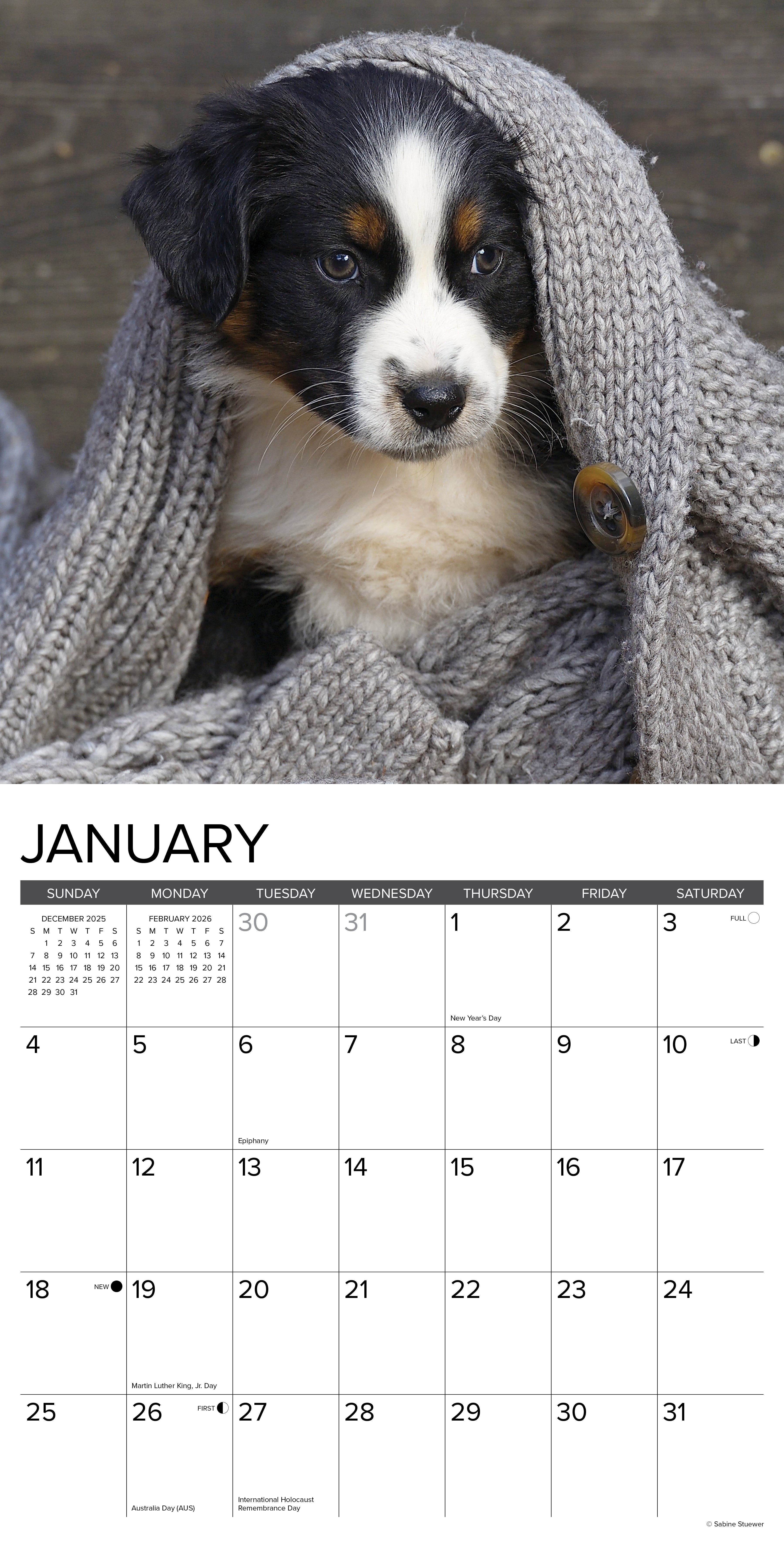 2026 Australian Shepherd Puppies - Square Wall