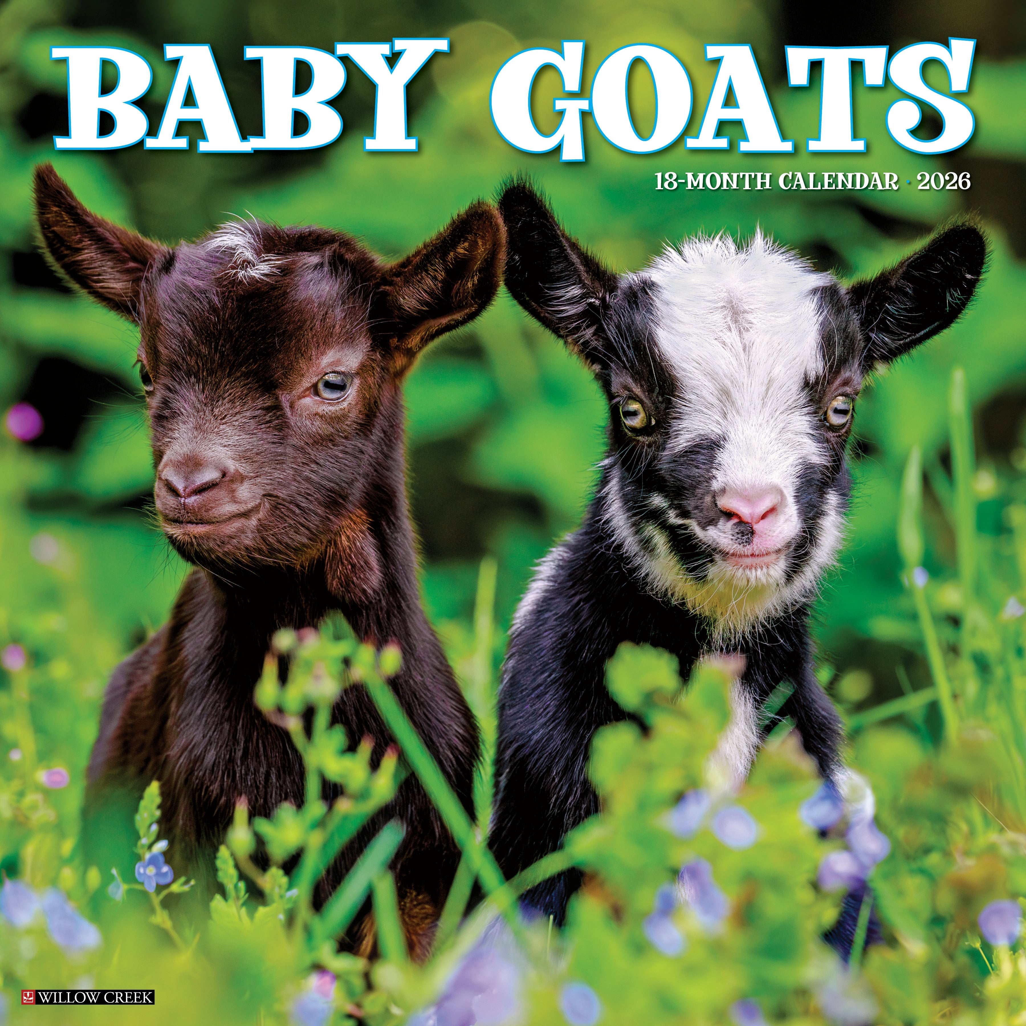 2026 Baby Goats - Square Wall