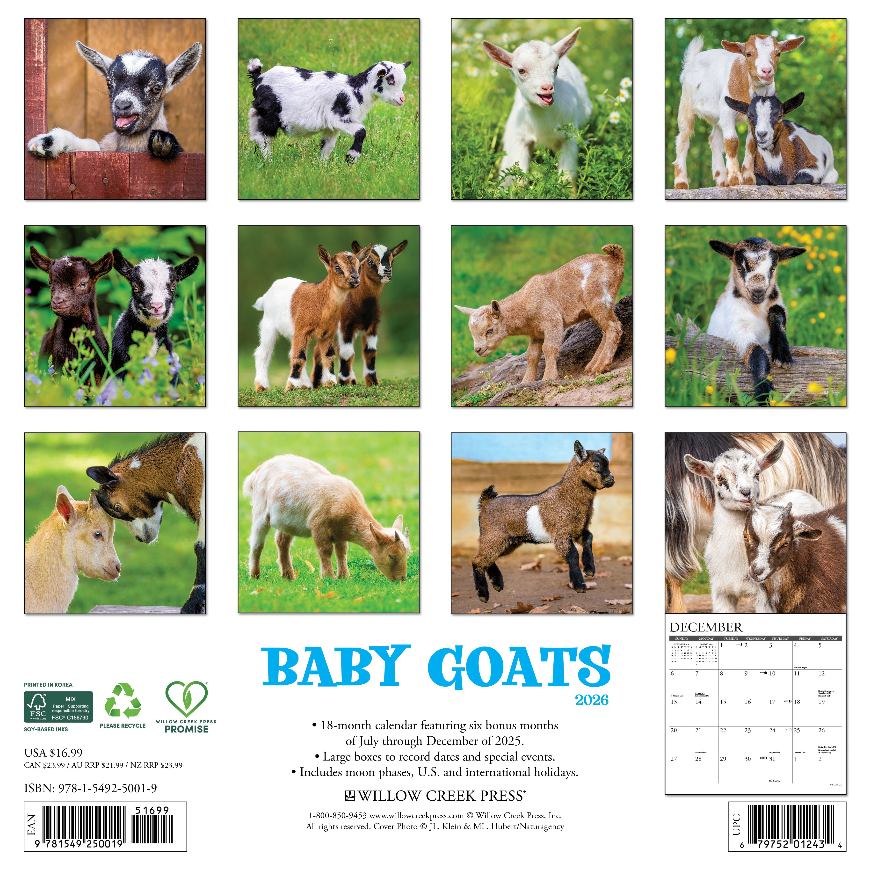 2026 Baby Goats - Square Wall