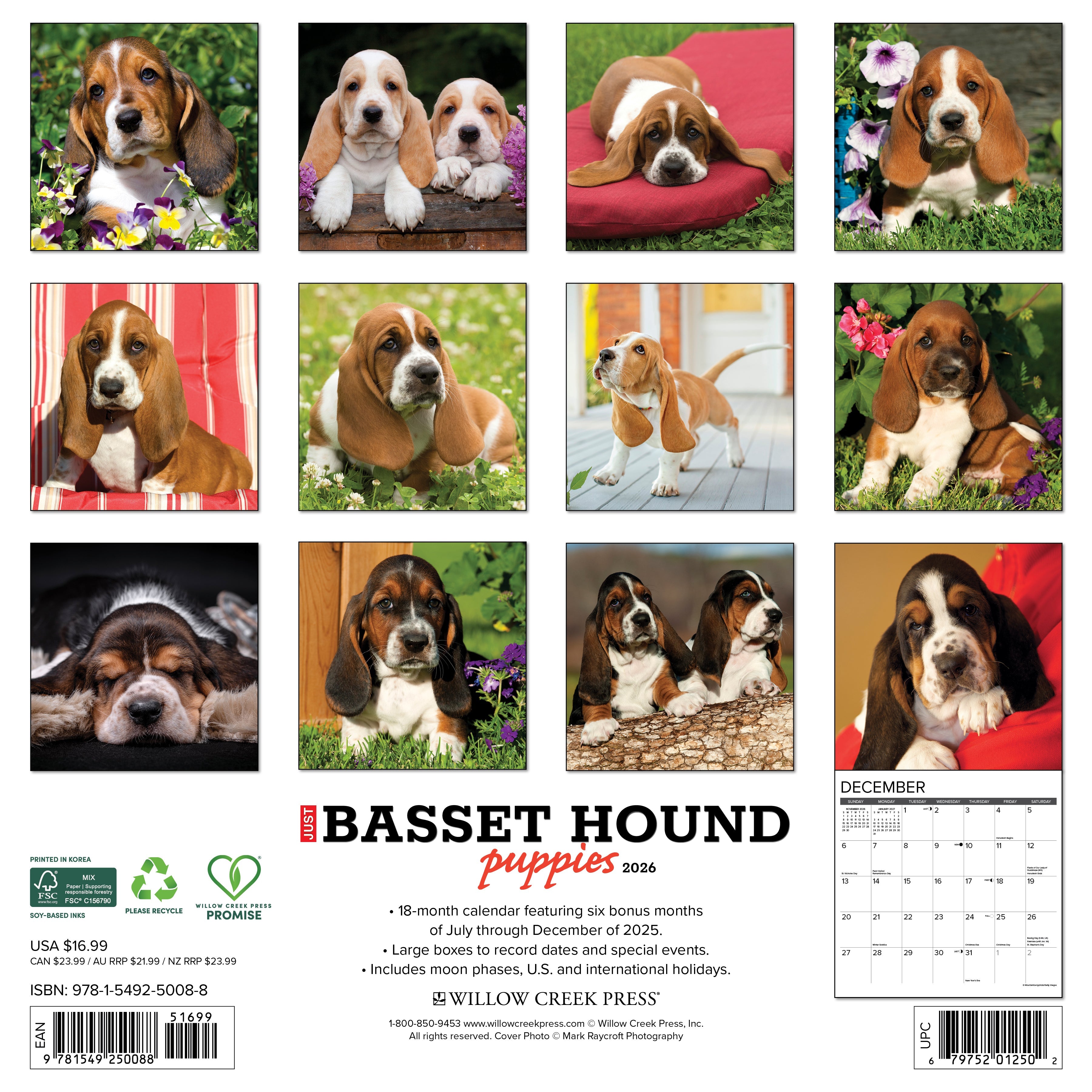 2026 Basset Hound Puppies - Square Wall