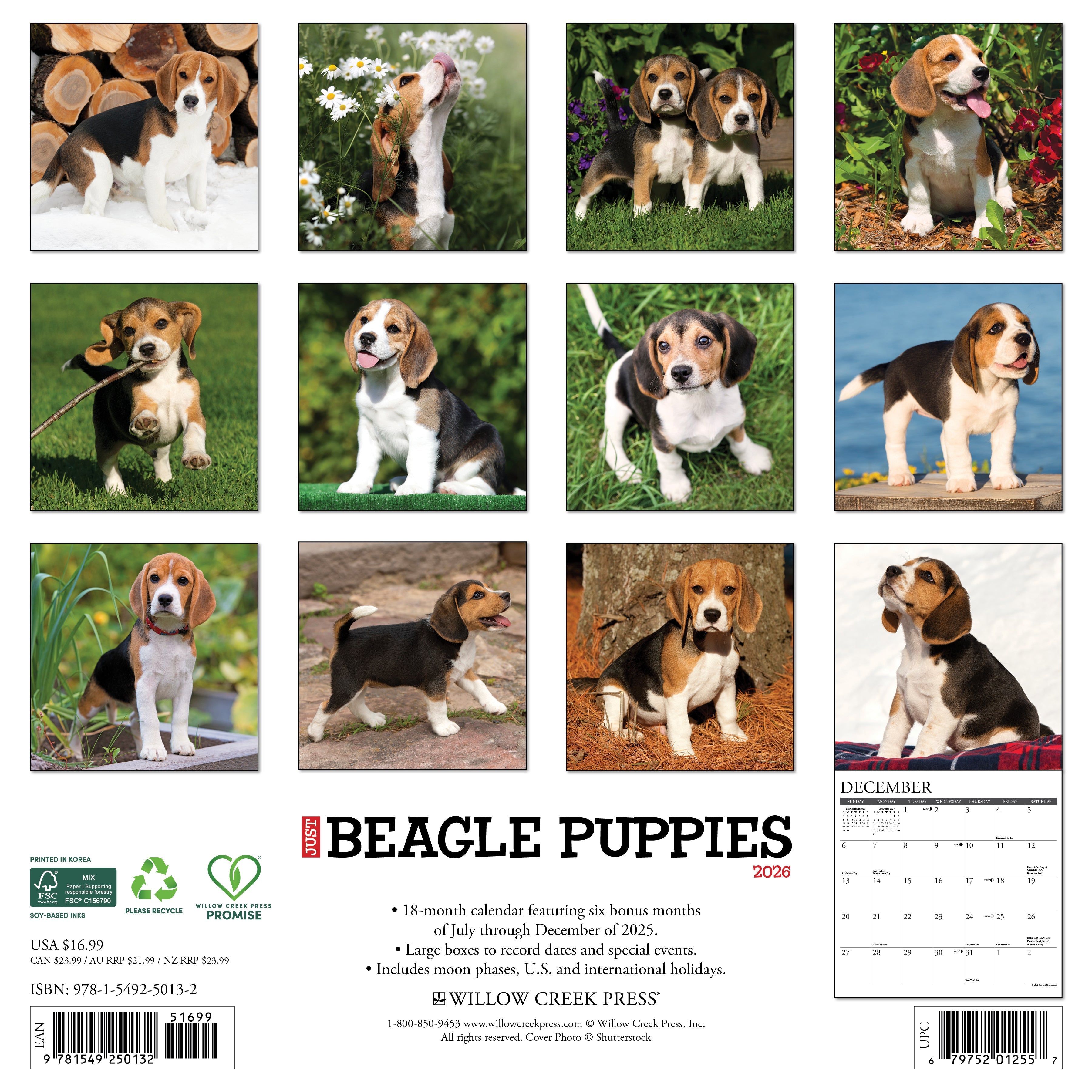 2026 Beagle Puppies - Square Wall