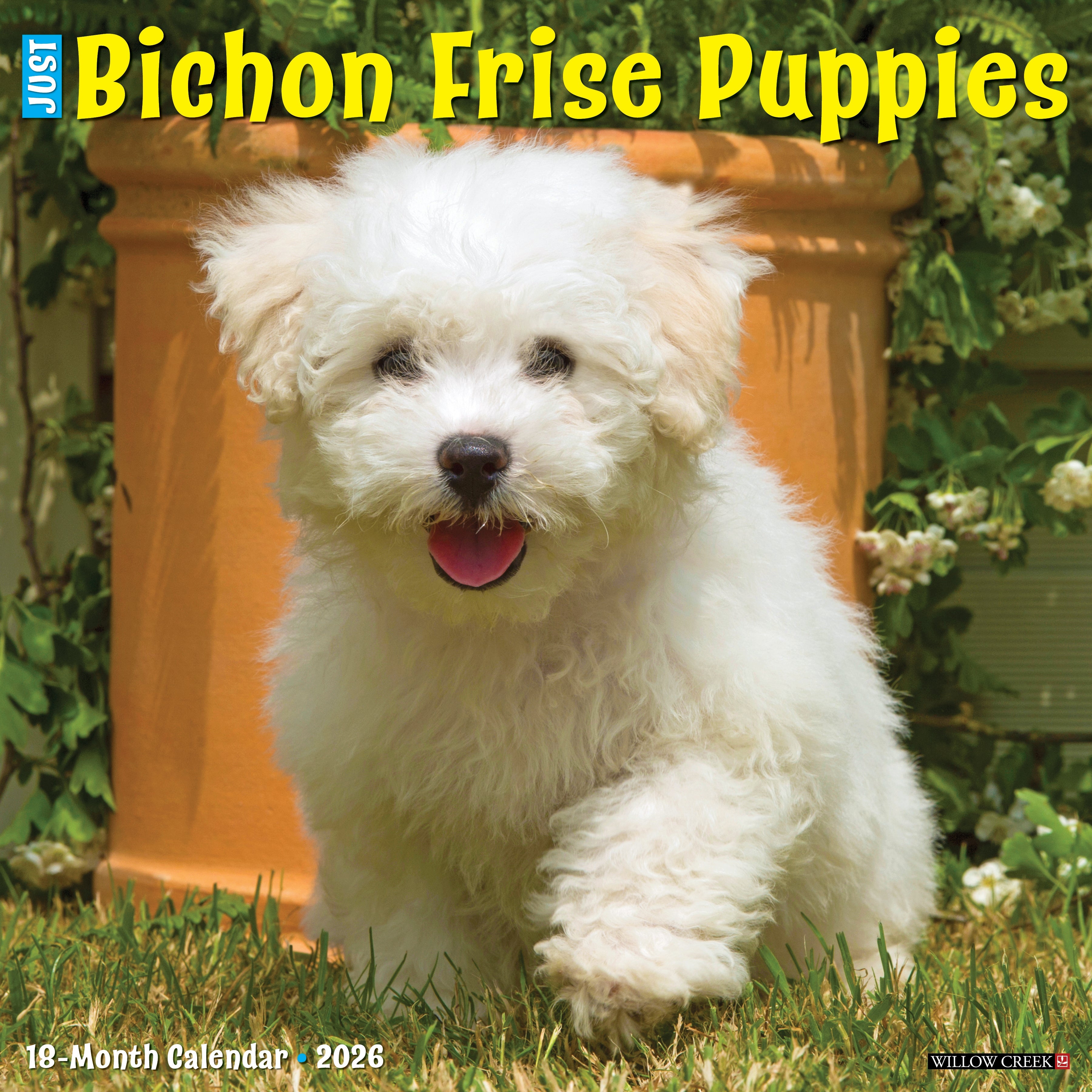 2026 Bichon Frise Puppies Square Wall