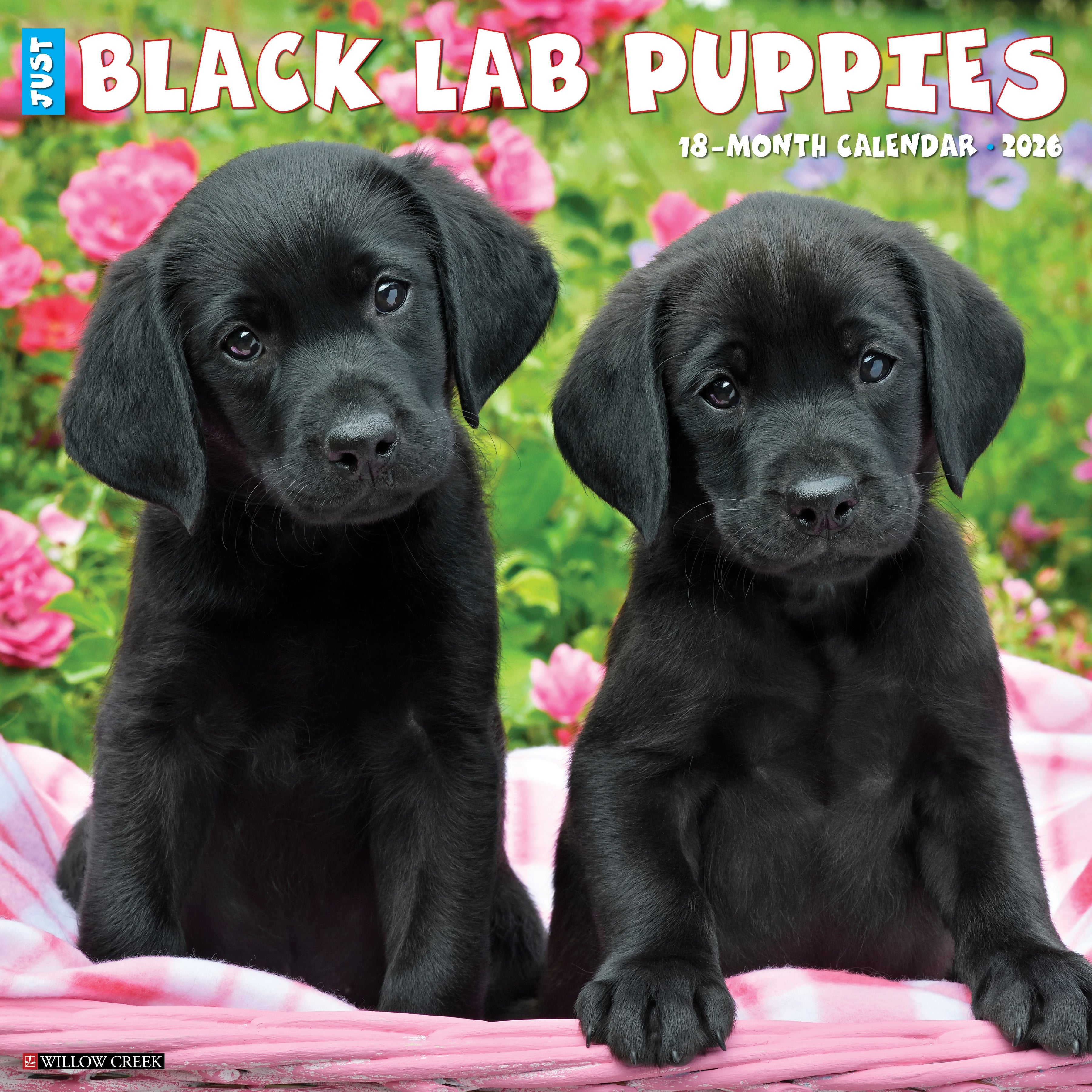2026 Black Lab Puppies - Square Wall