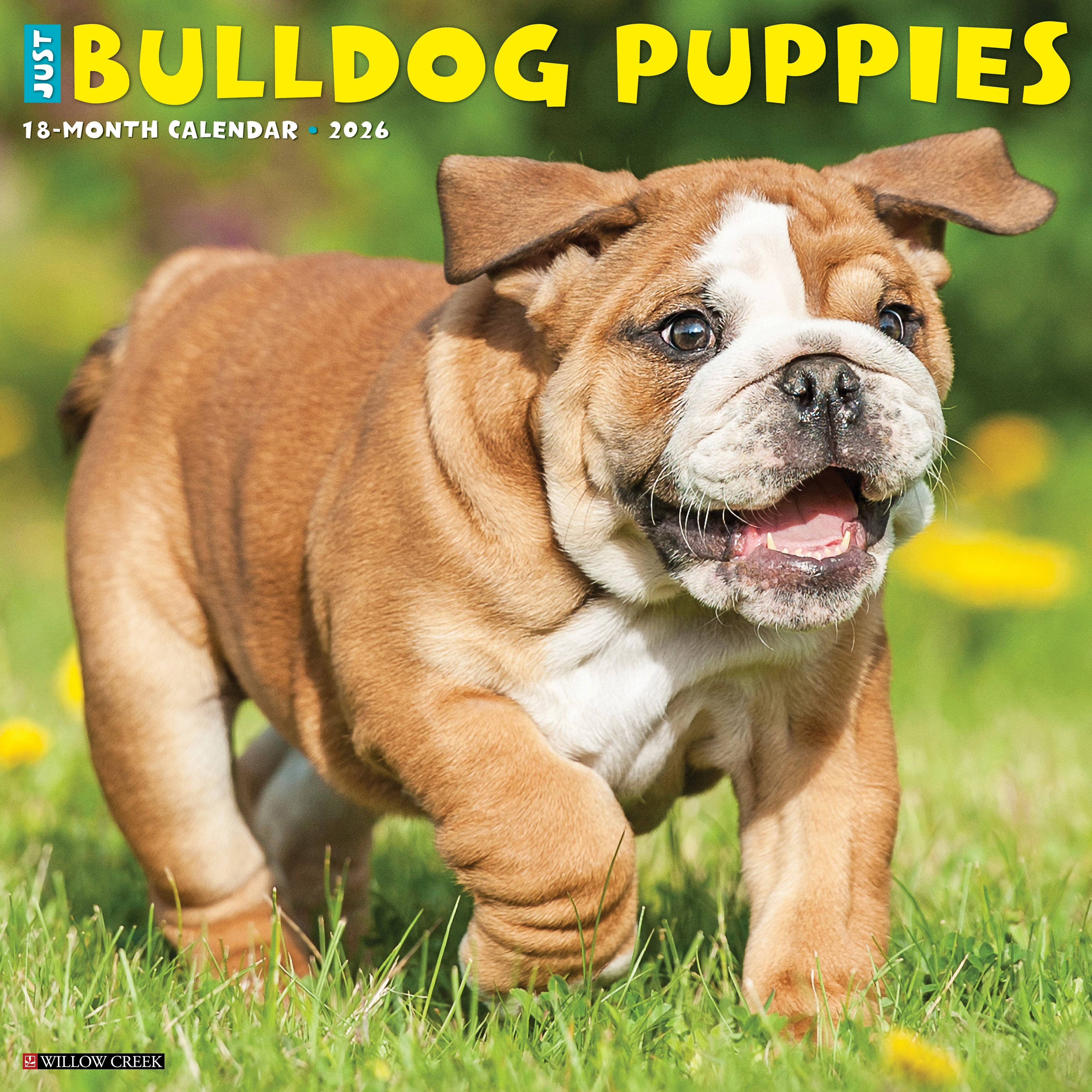 2026 Bulldog Puppies - Square Wall