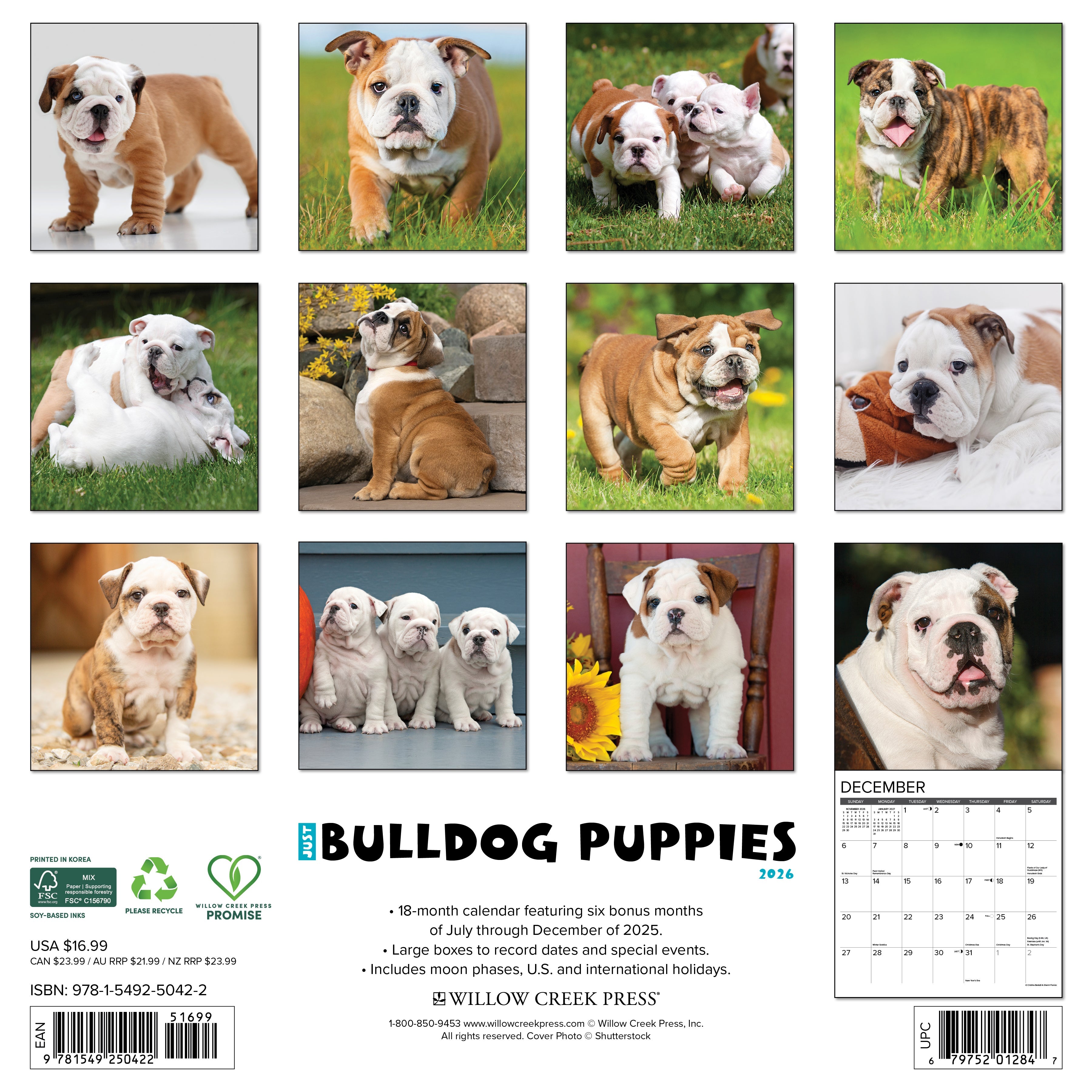 2026 Bulldog Puppies - Square Wall
