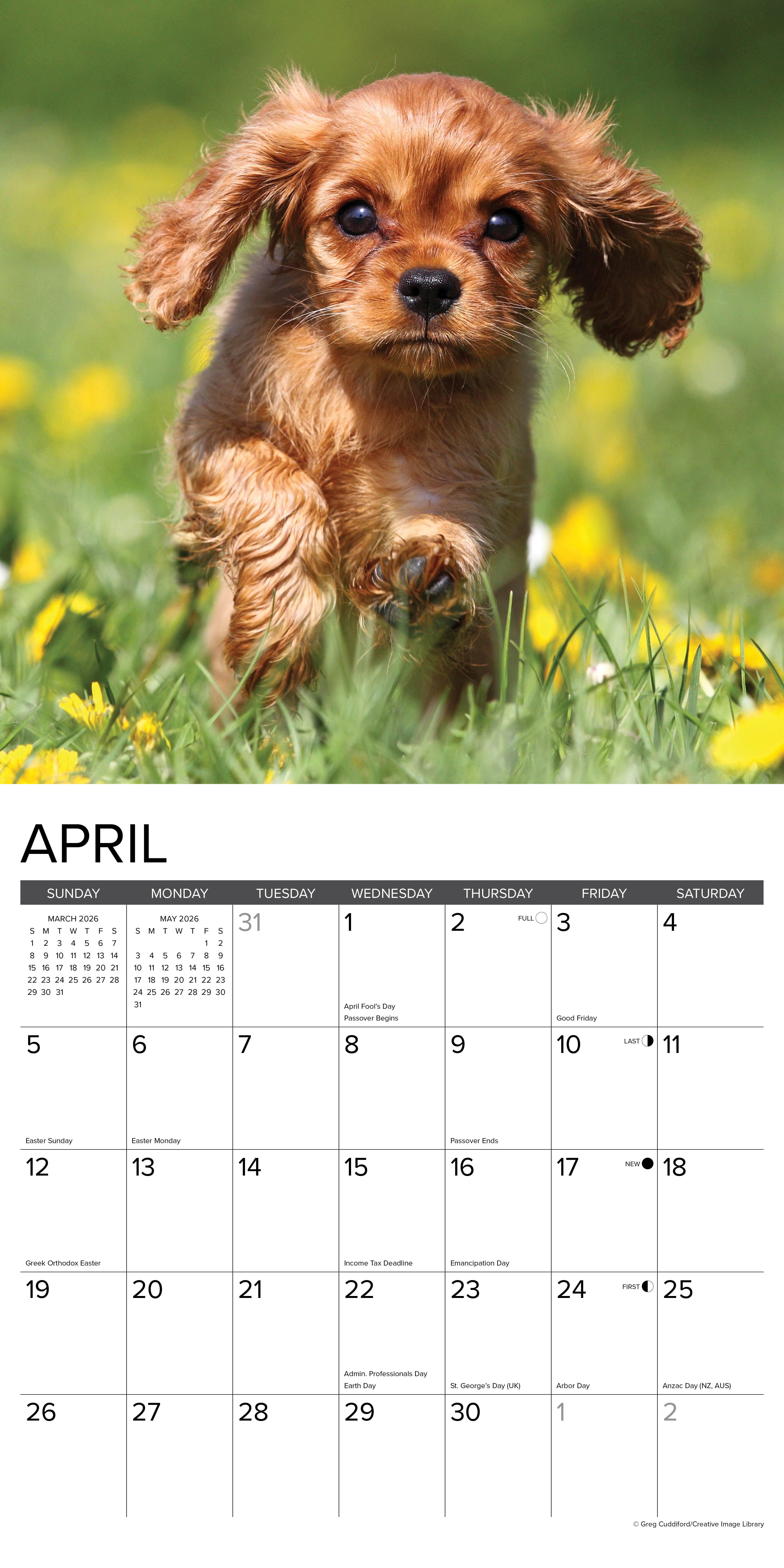 2026 Cavalier King Charles Spaniel Puppies - Square Wall