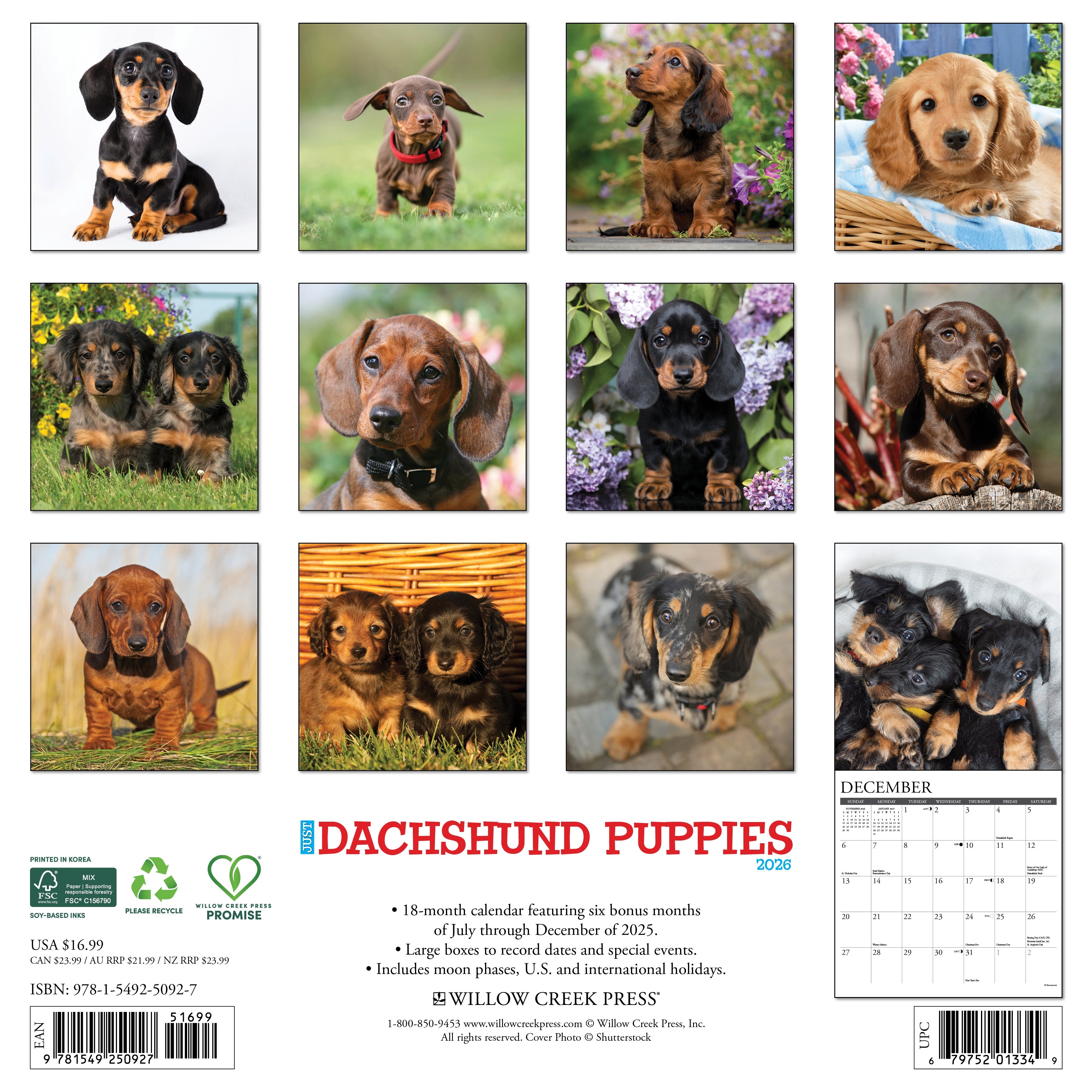 2026 Dachshund Puppies - Square Wall