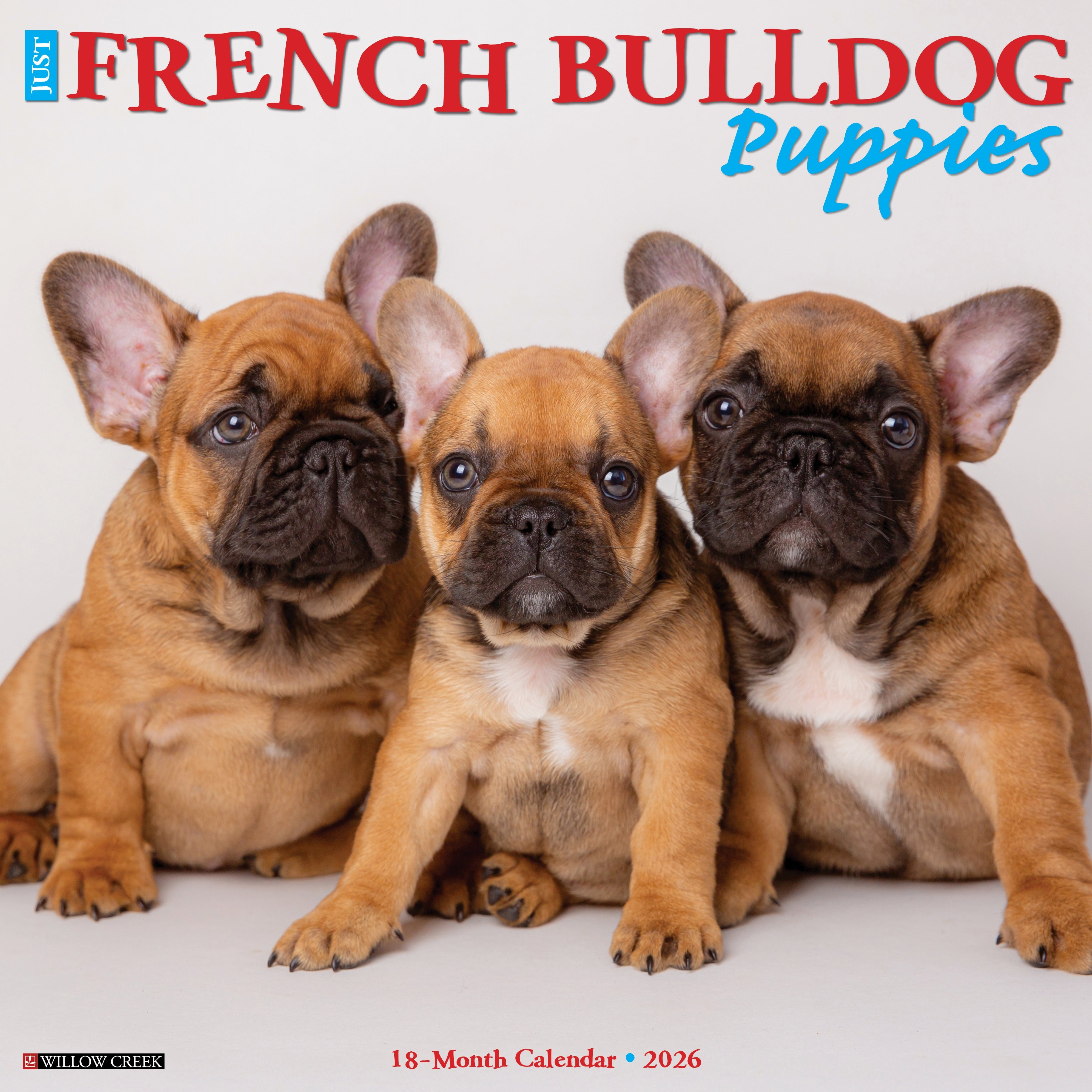 2026 French Bulldog Puppies - Square Wall