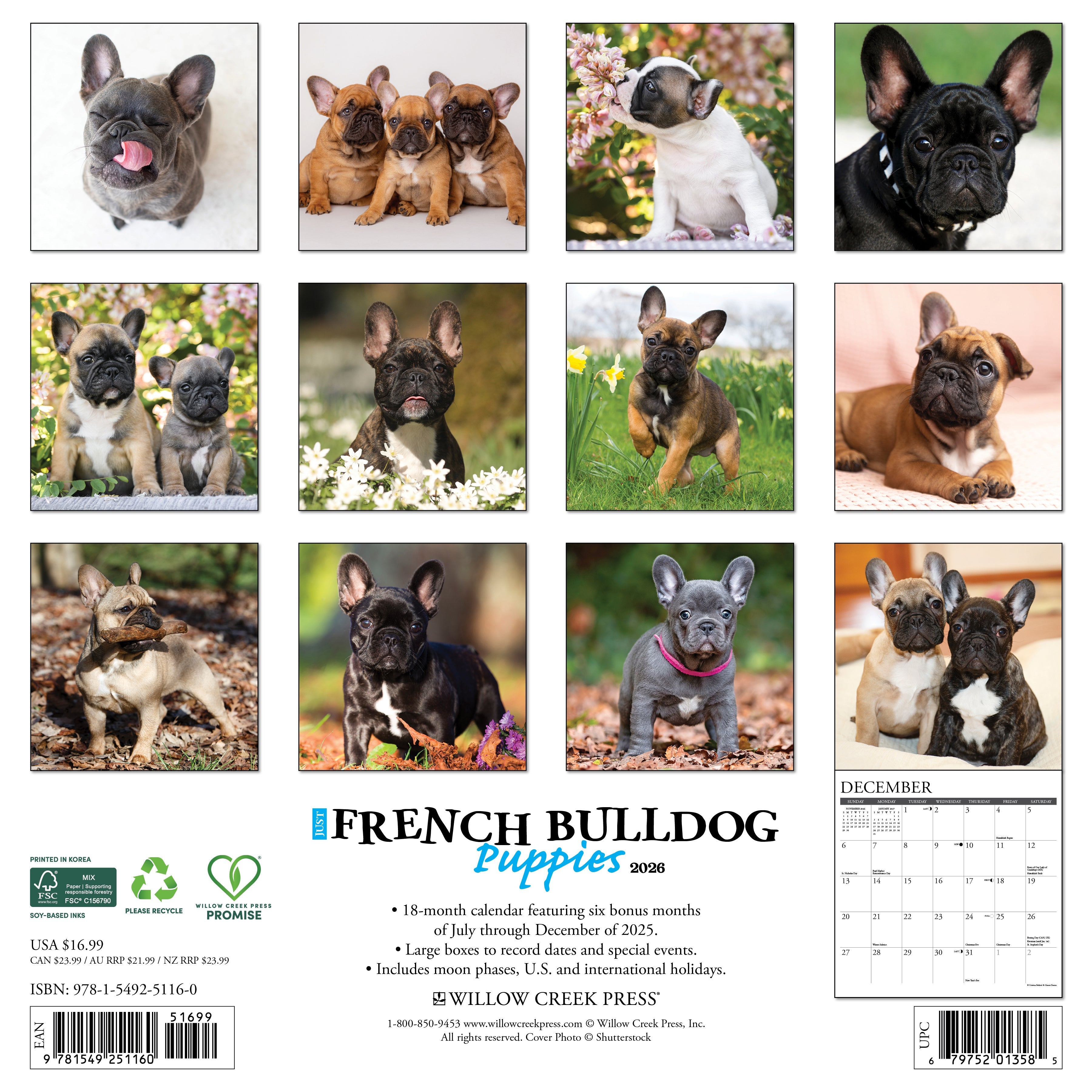 2026 French Bulldog Puppies - Square Wall