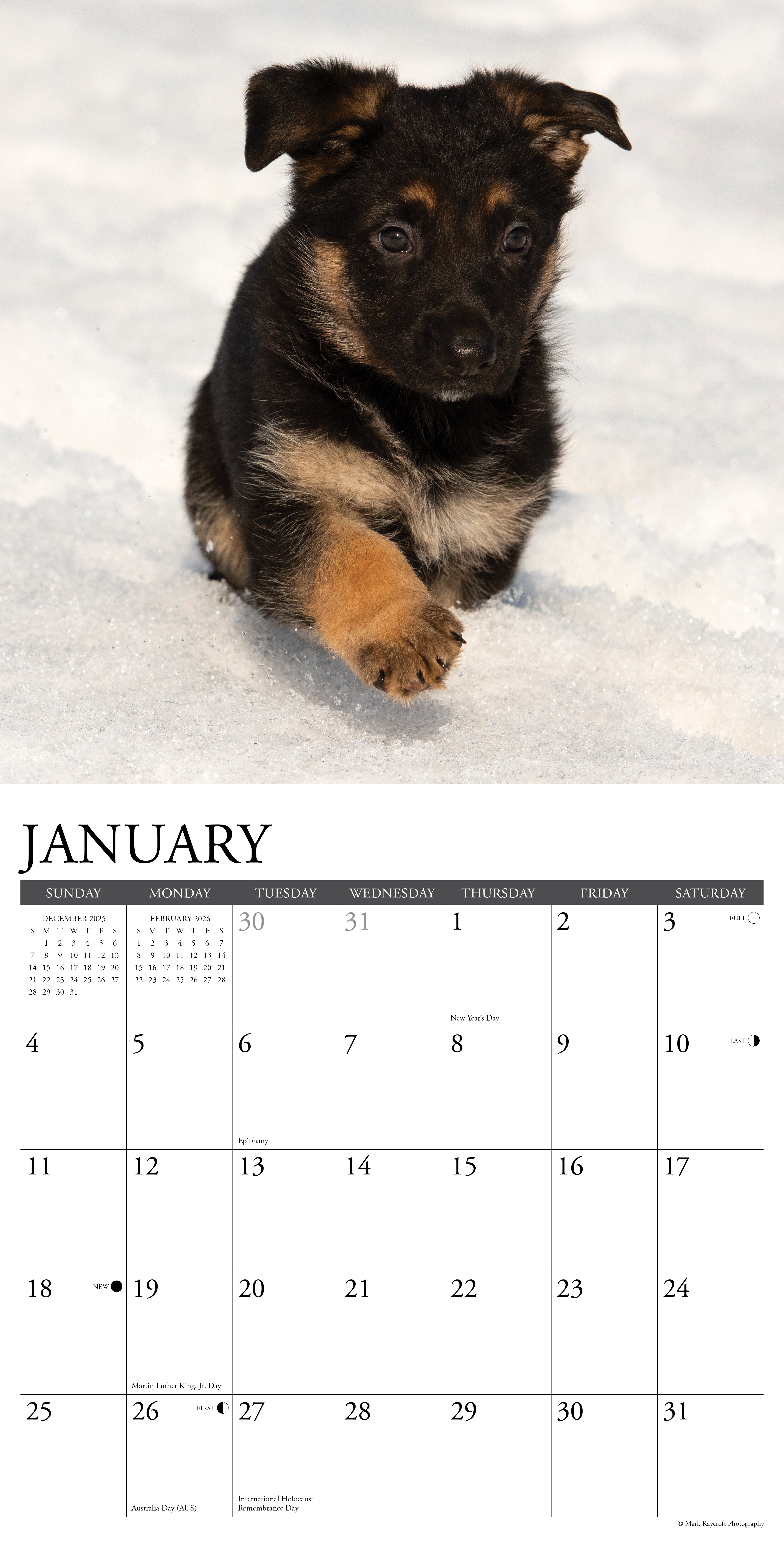2026 German Shepherd Puppies - Square Wall
