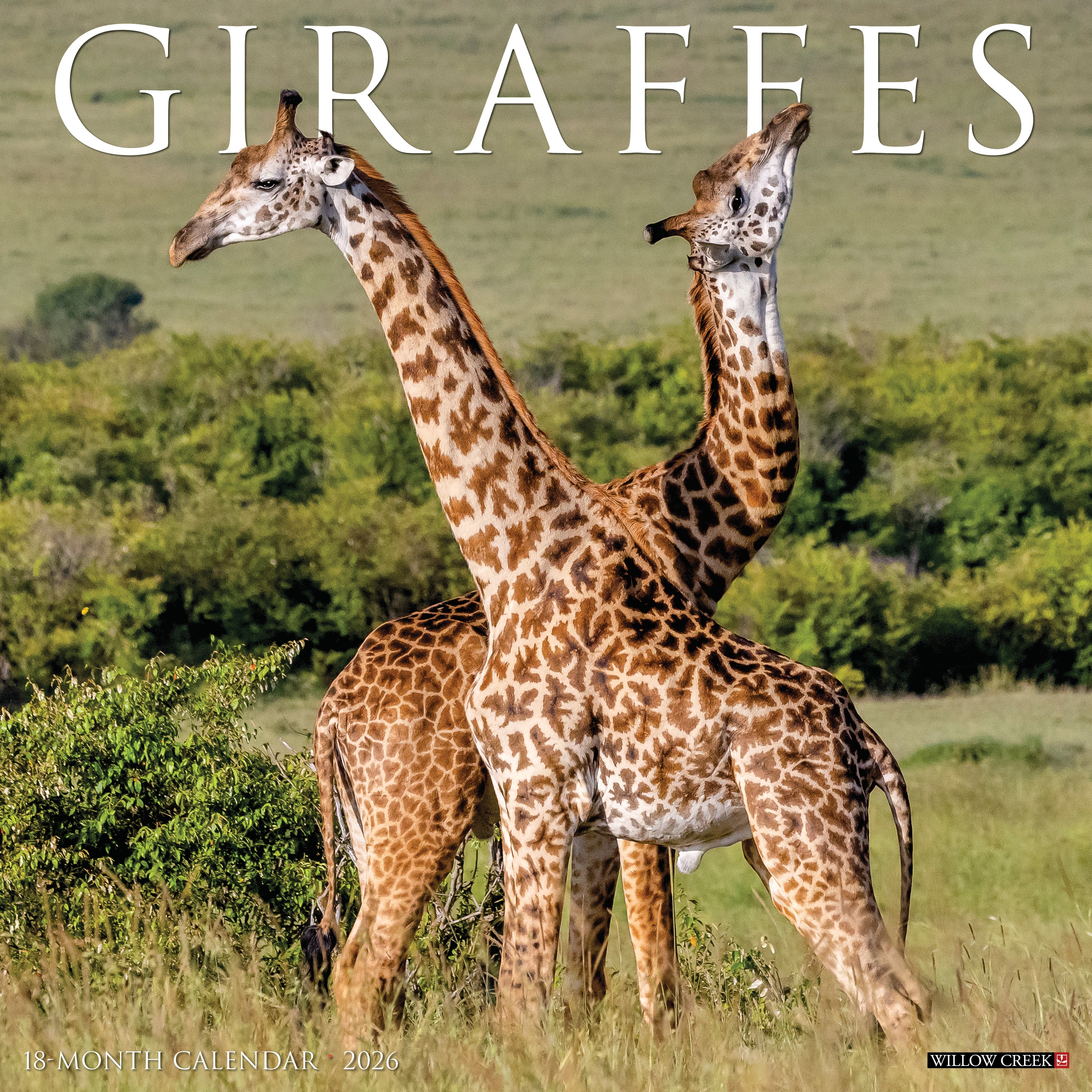 2026 Giraffes - Square Wall