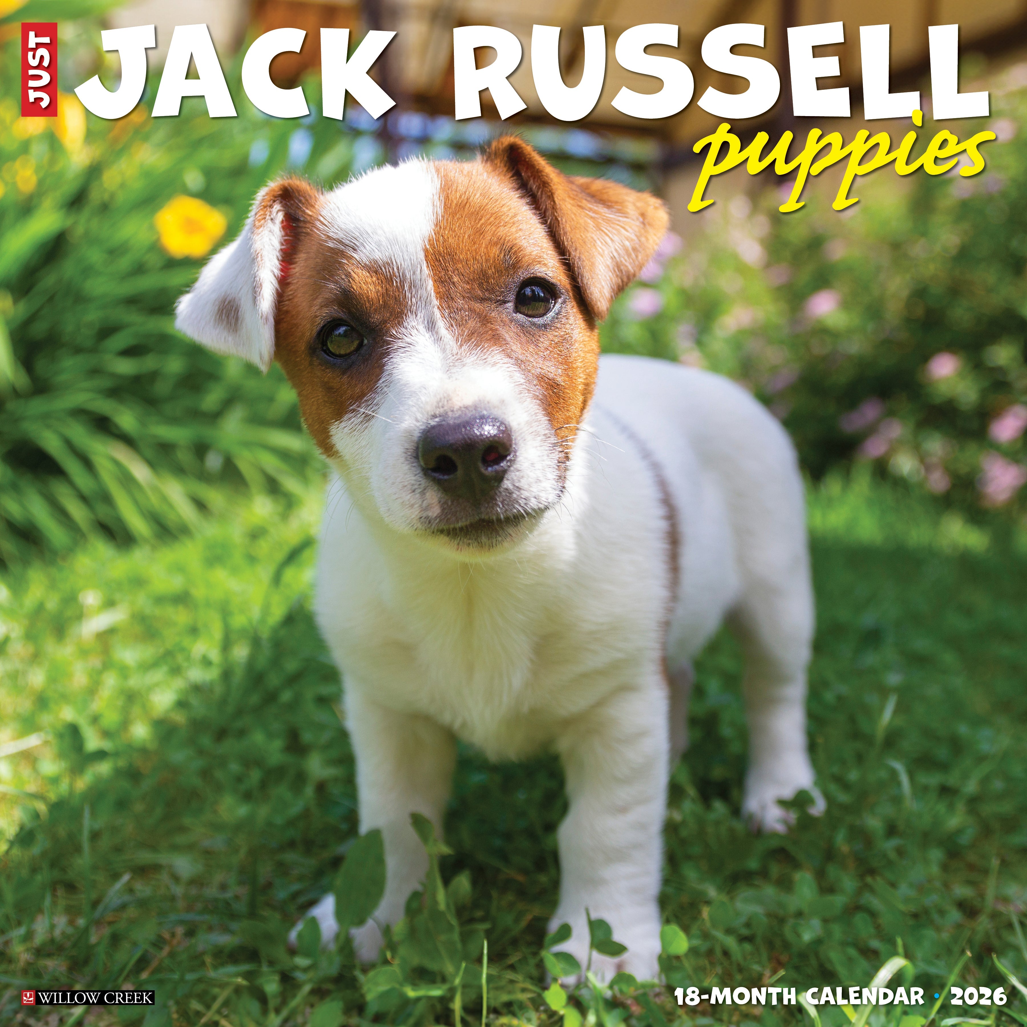 2026 Jack Russell Puppies - Square Wall