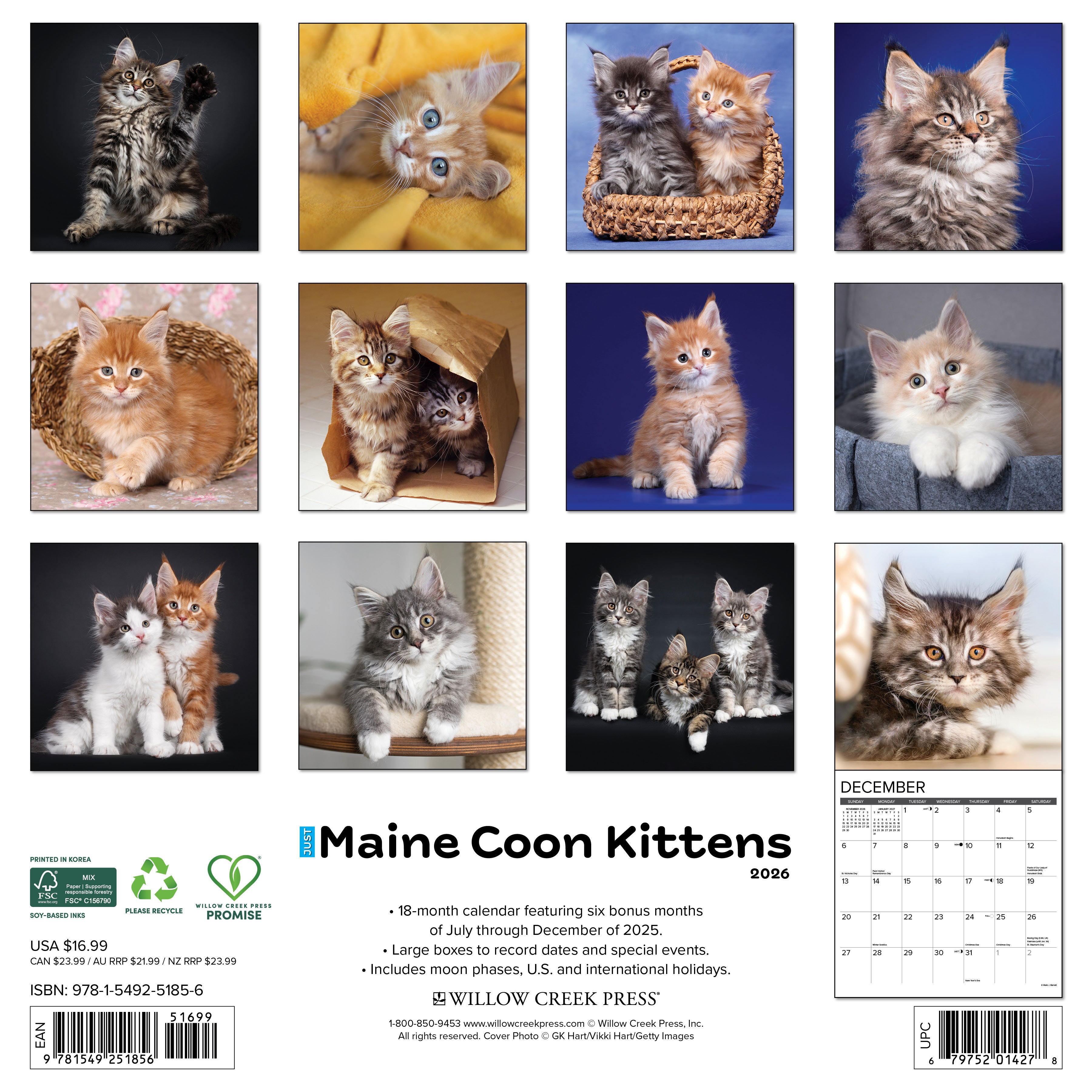 2026 Maine Coon Kittens - Square Wall