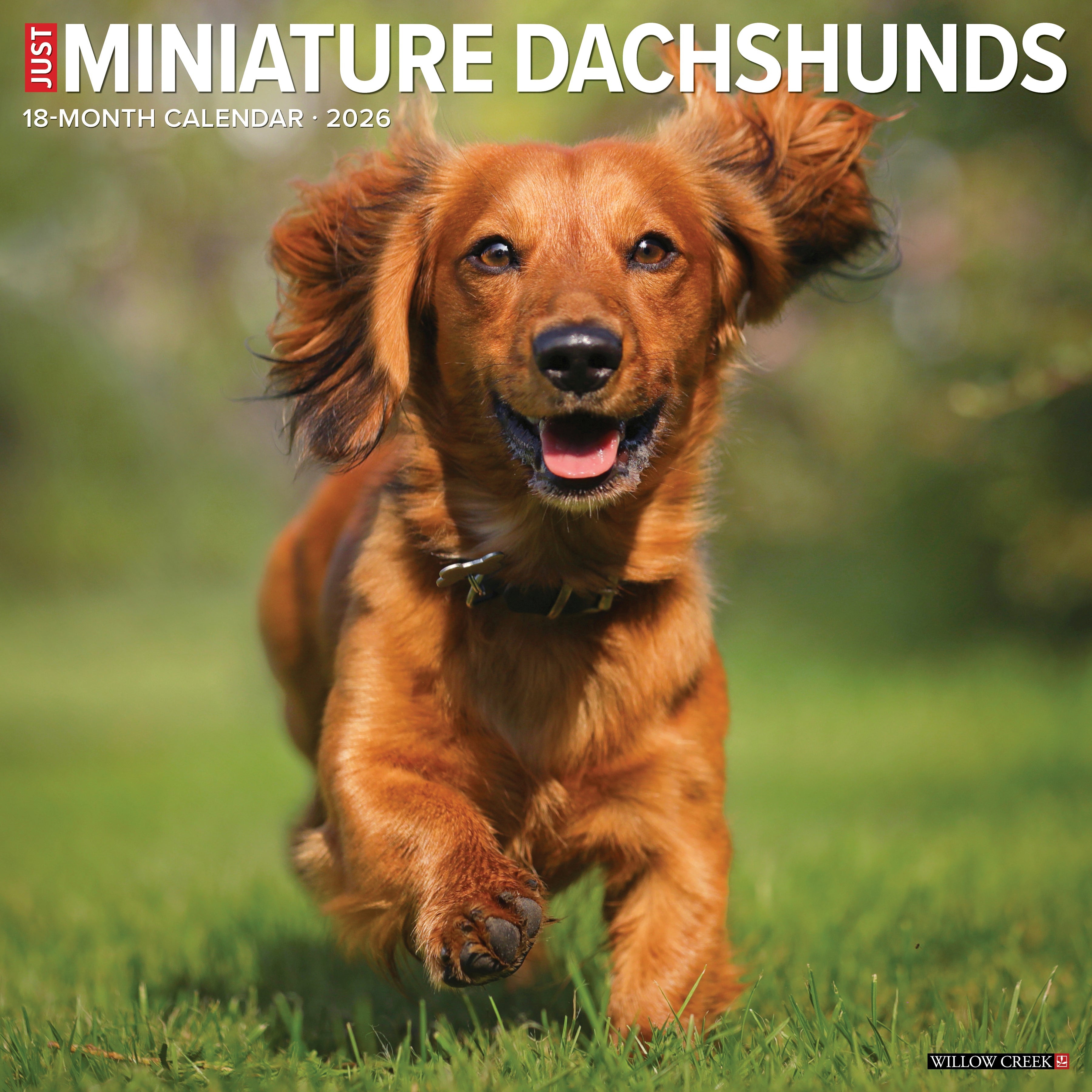 2026 Miniature Dachshunds - Square Wall
