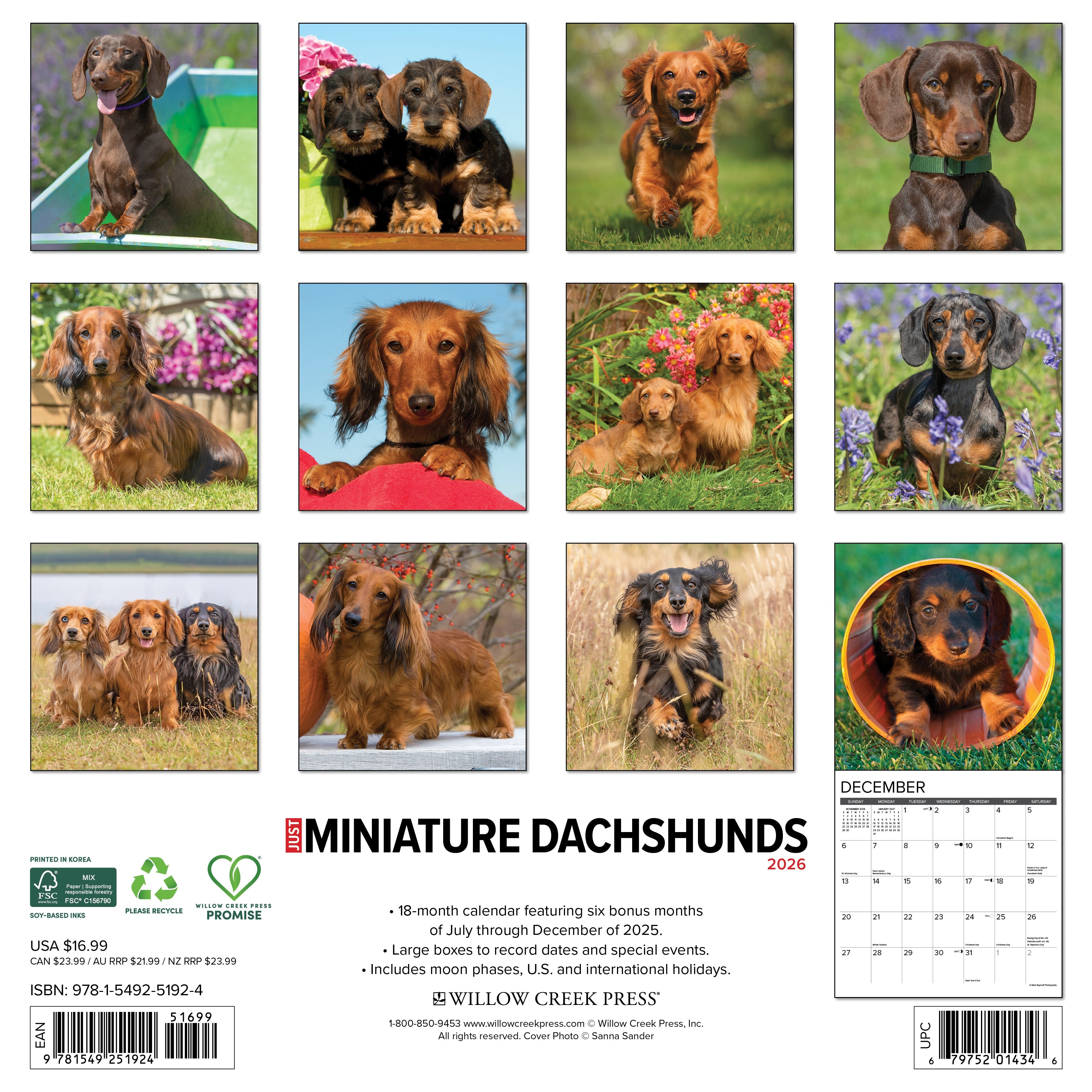 2026 Miniature Dachshunds - Square Wall
