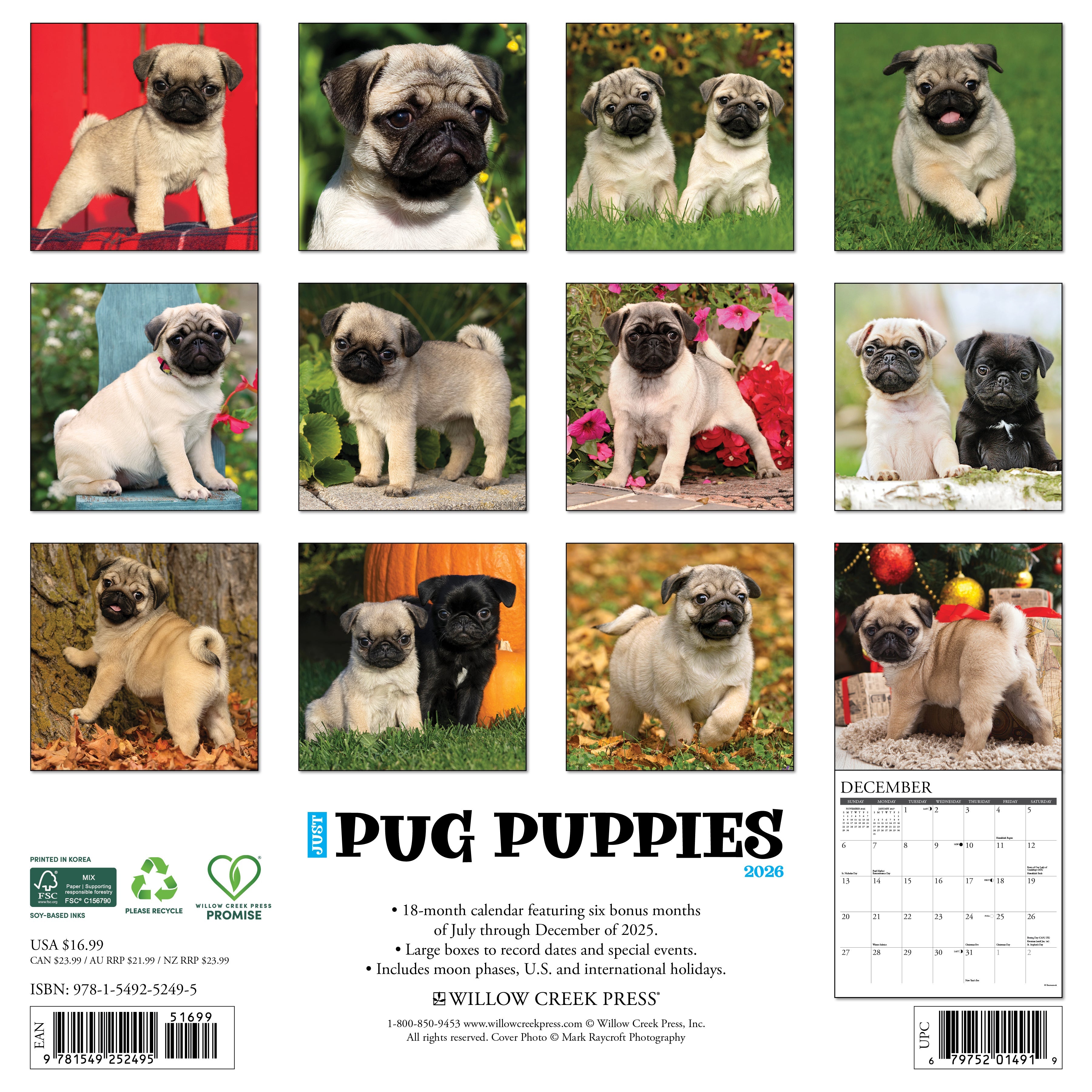2026 Pug Puppies - Square Wall