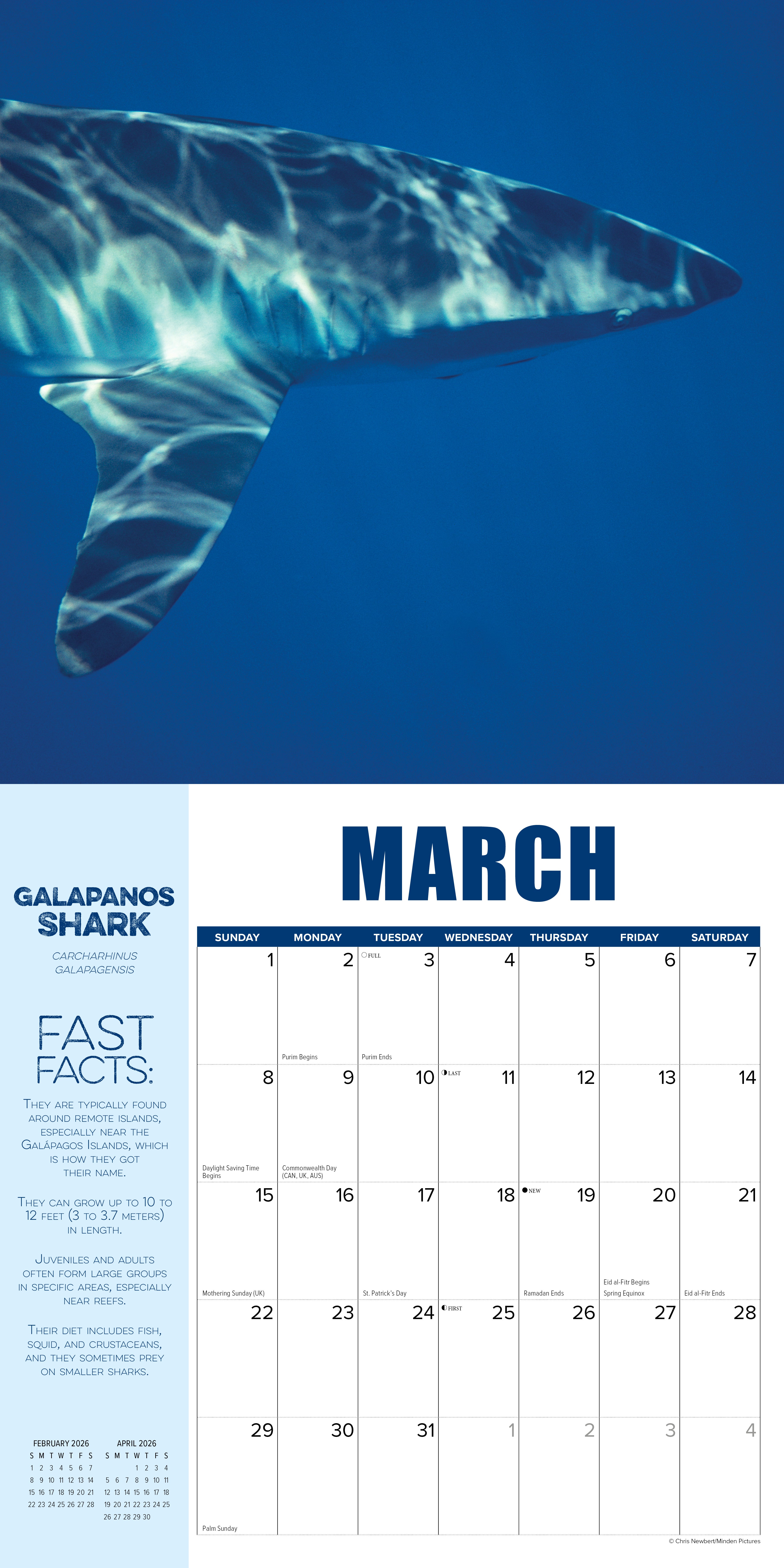 2026 Shark Year - Square Wall