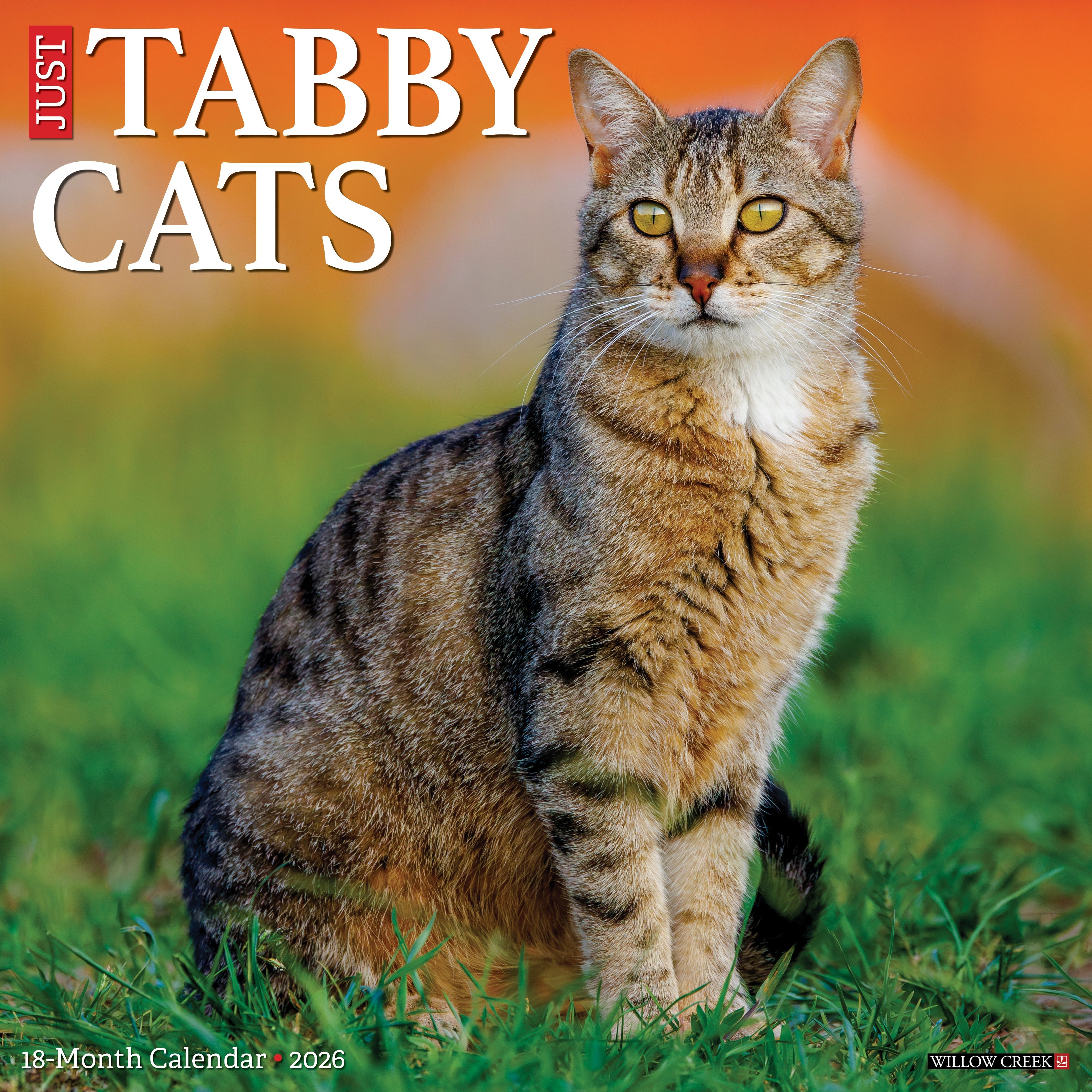 2026 Tabby Cats - Square Wall