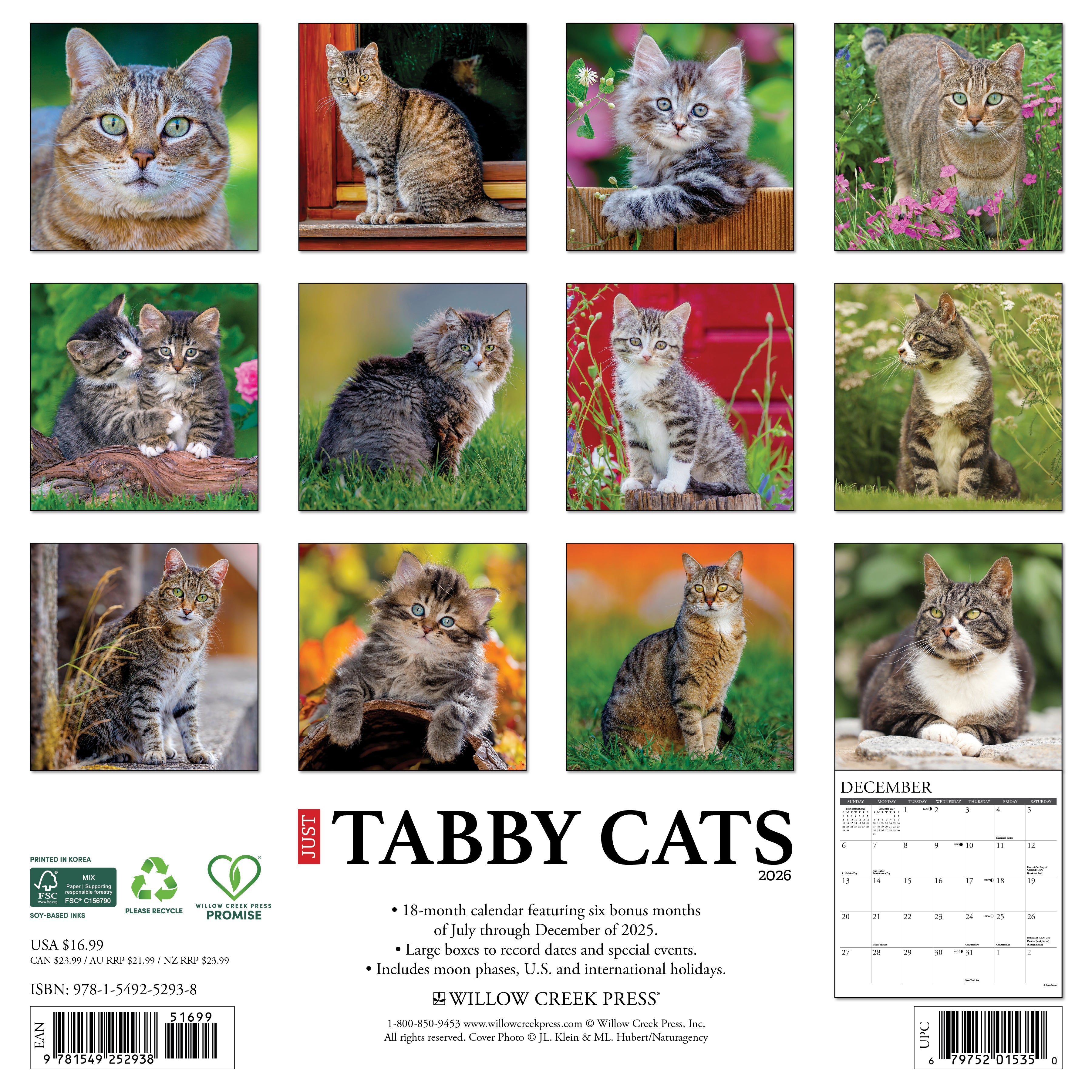 2026 Tabby Cats - Square Wall
