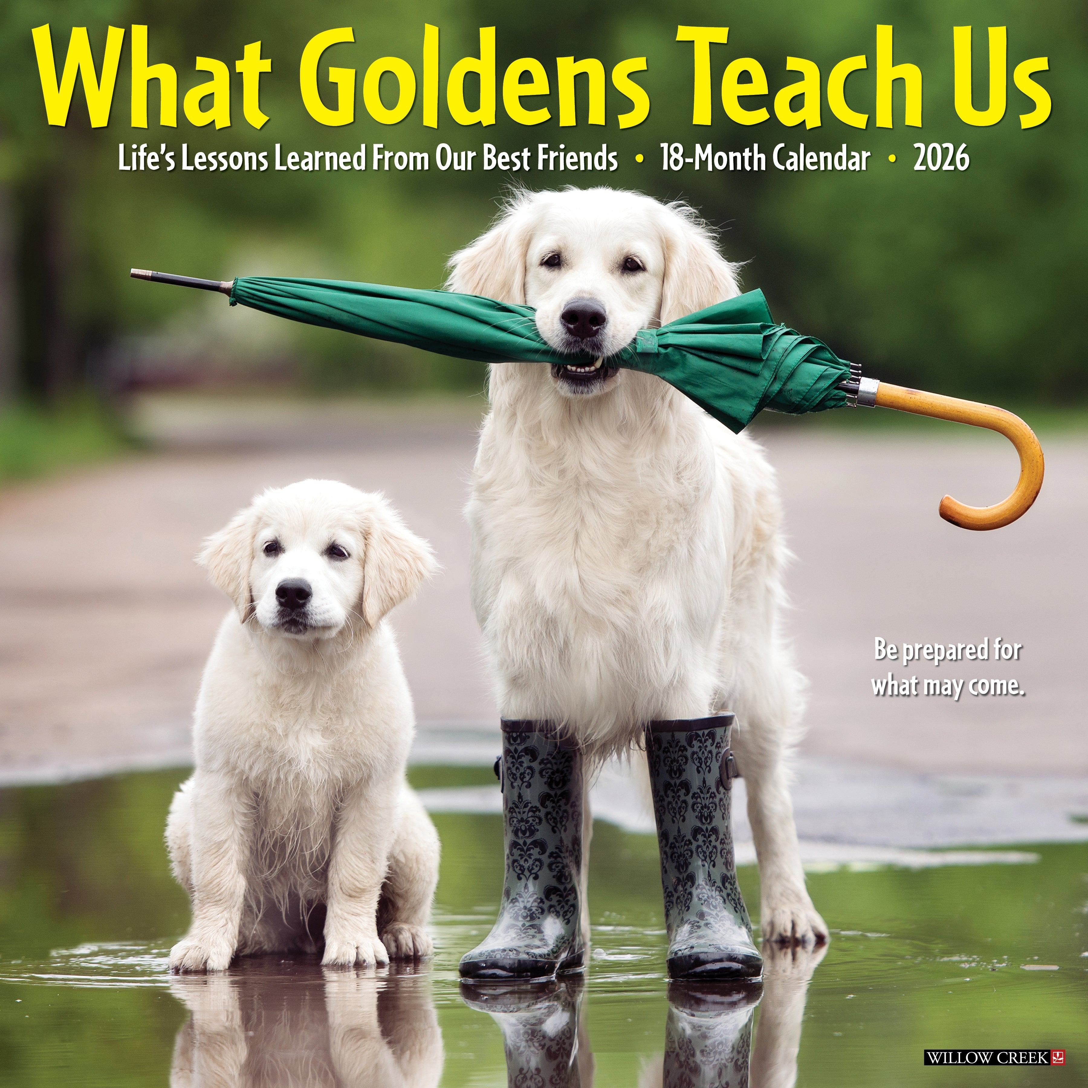 2026 What Goldens Teach Us - Square Wall