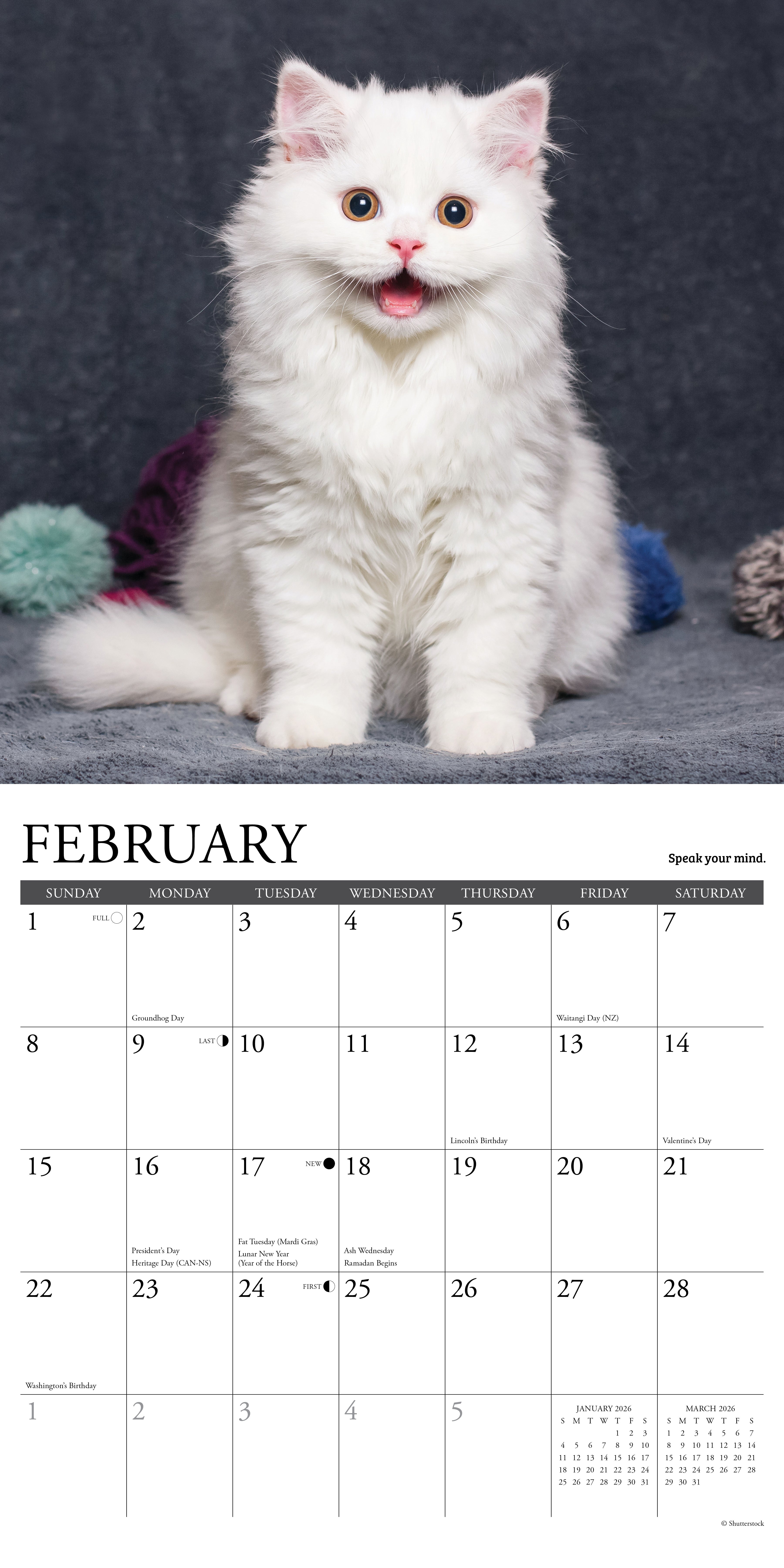 2026 What Kittens Teach Us - Square Wall