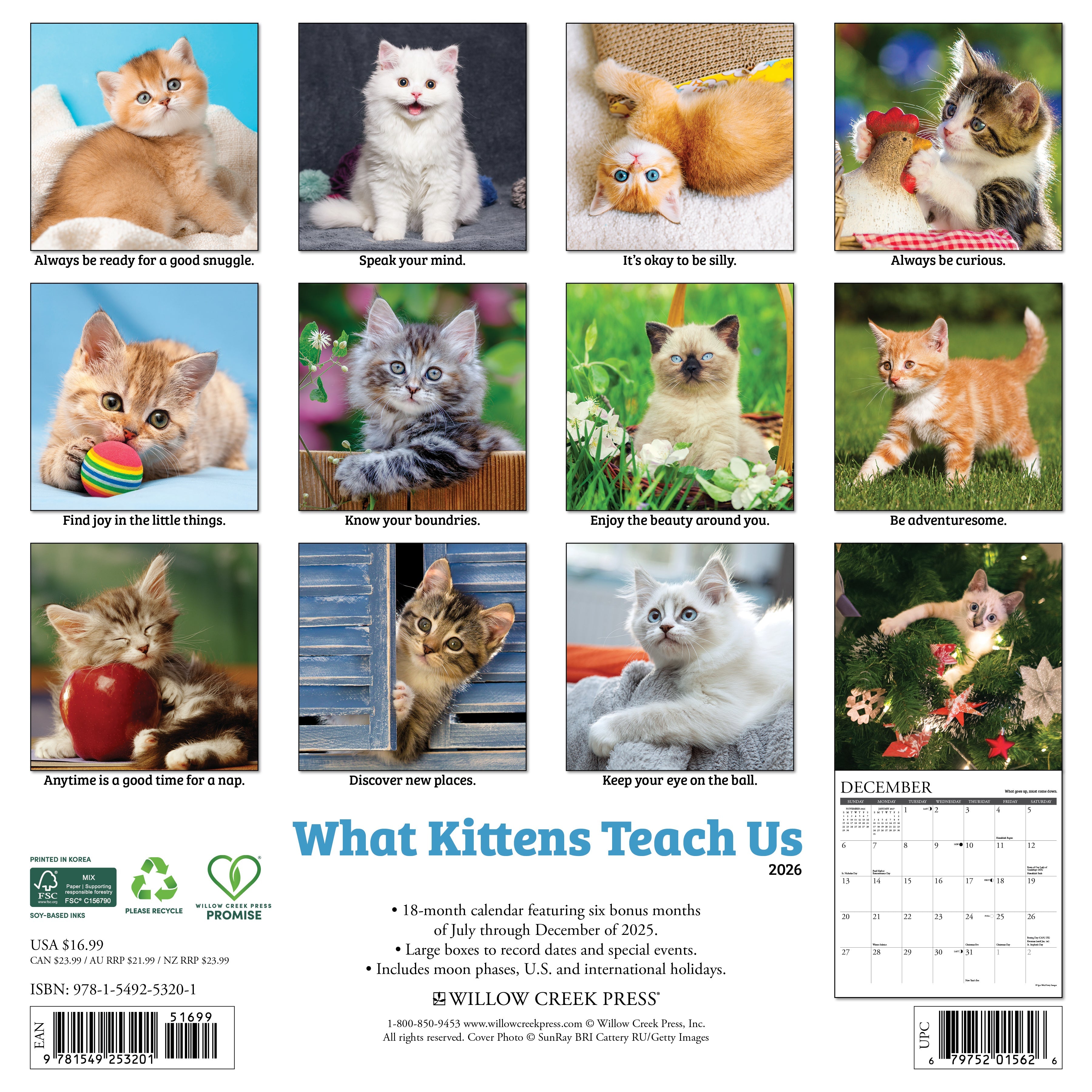 2026 What Kittens Teach Us - Square Wall