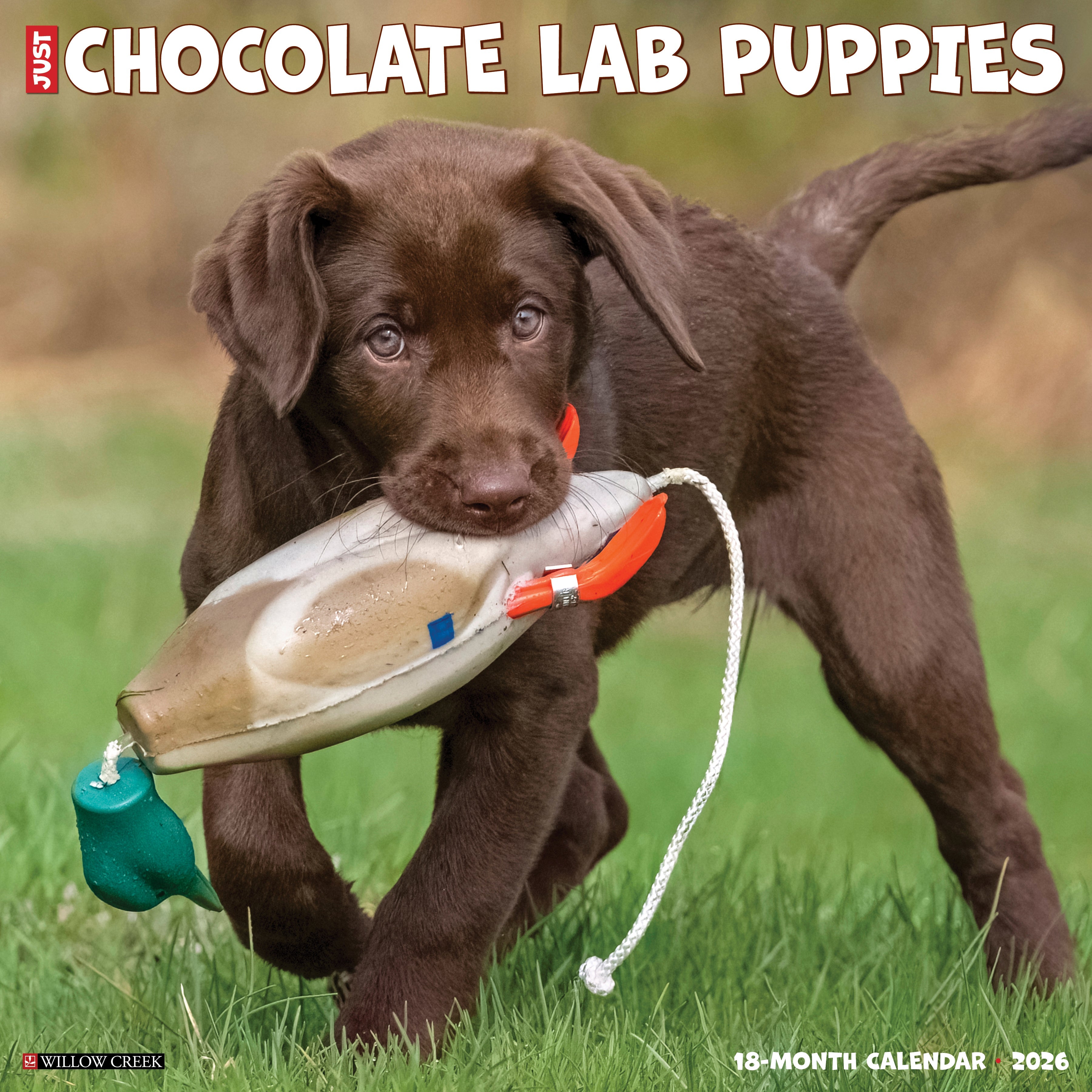 2026 Chocolate Lab Puppies - Square Wall