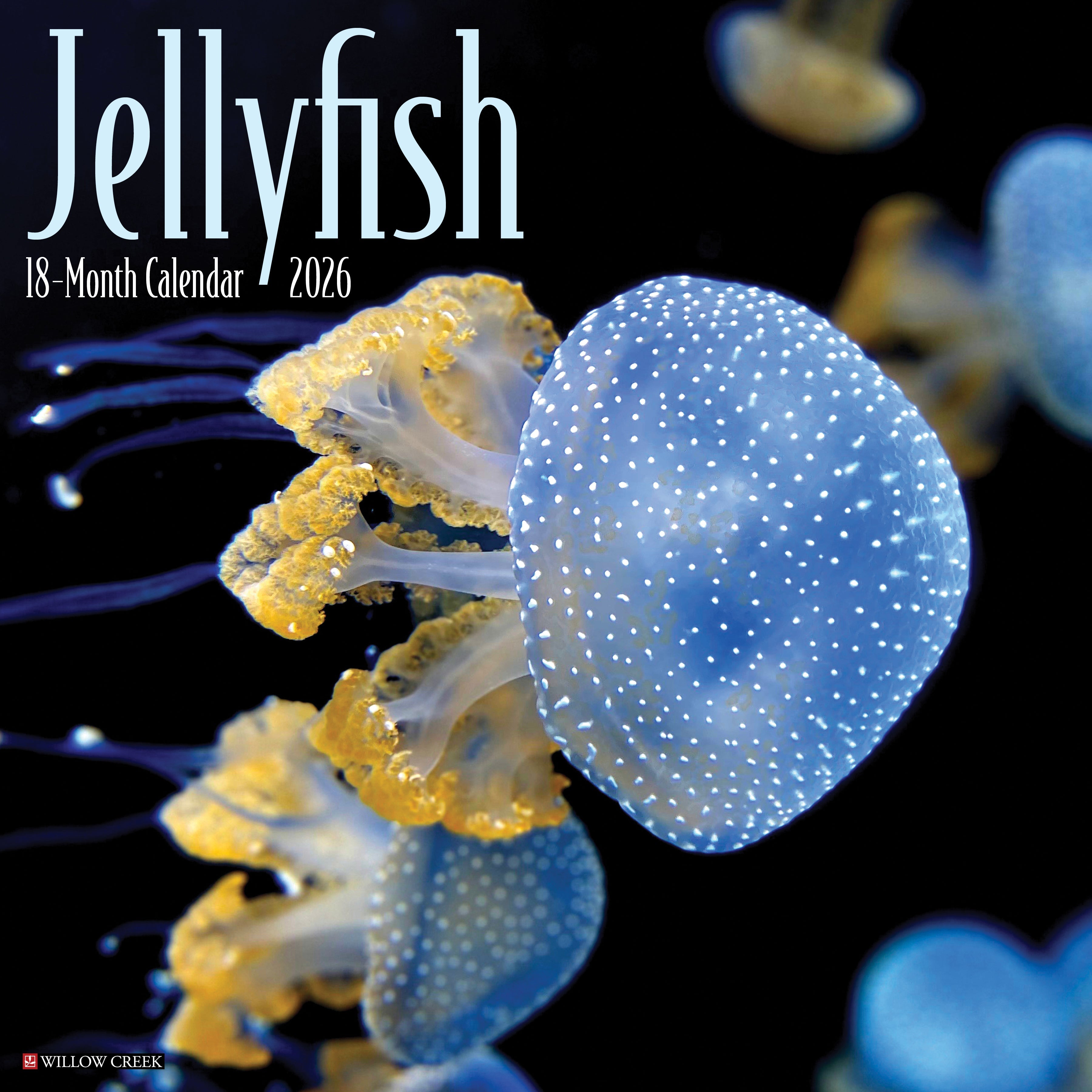 2026 Jellyfish - Square Wall