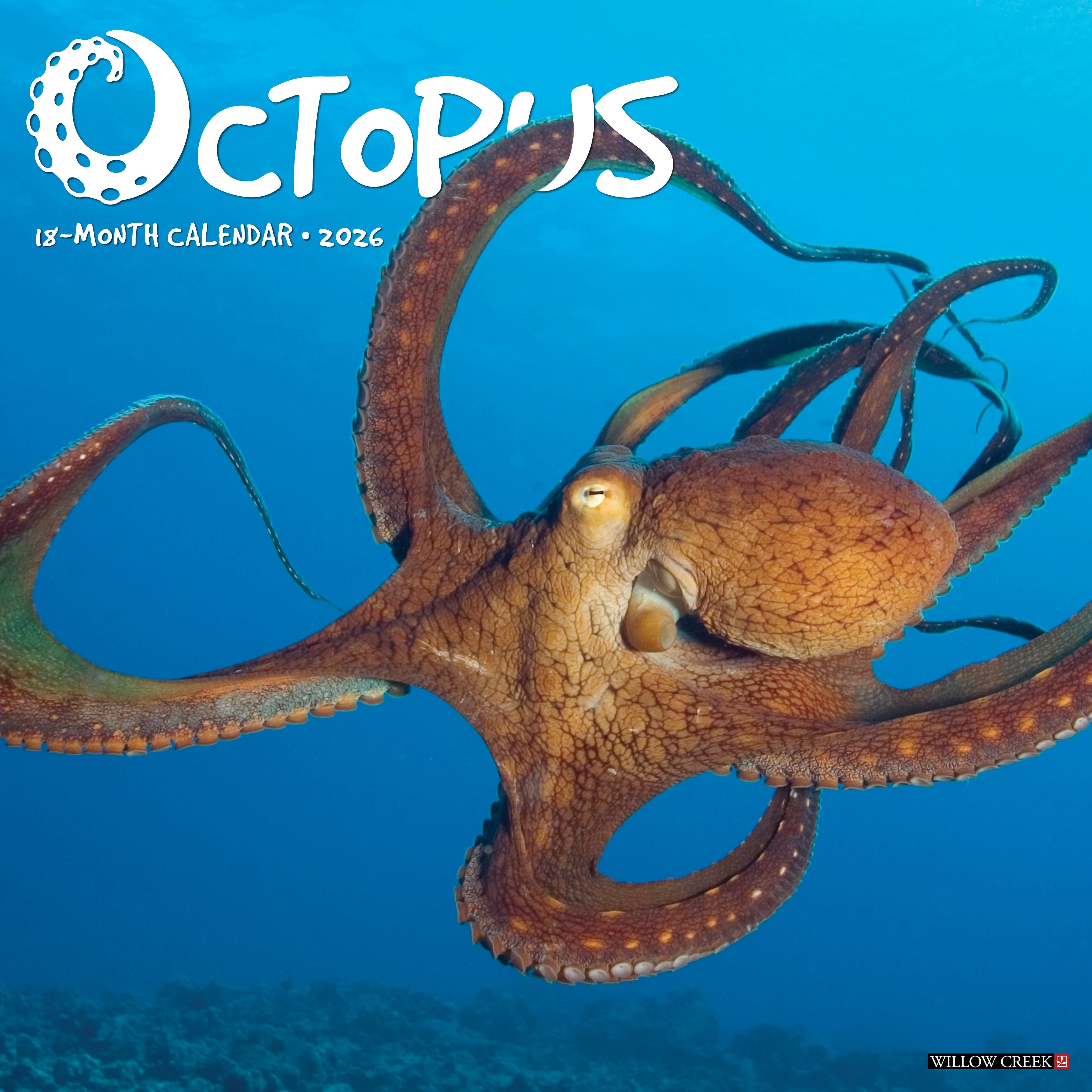 2026 Octopus - Square Wall