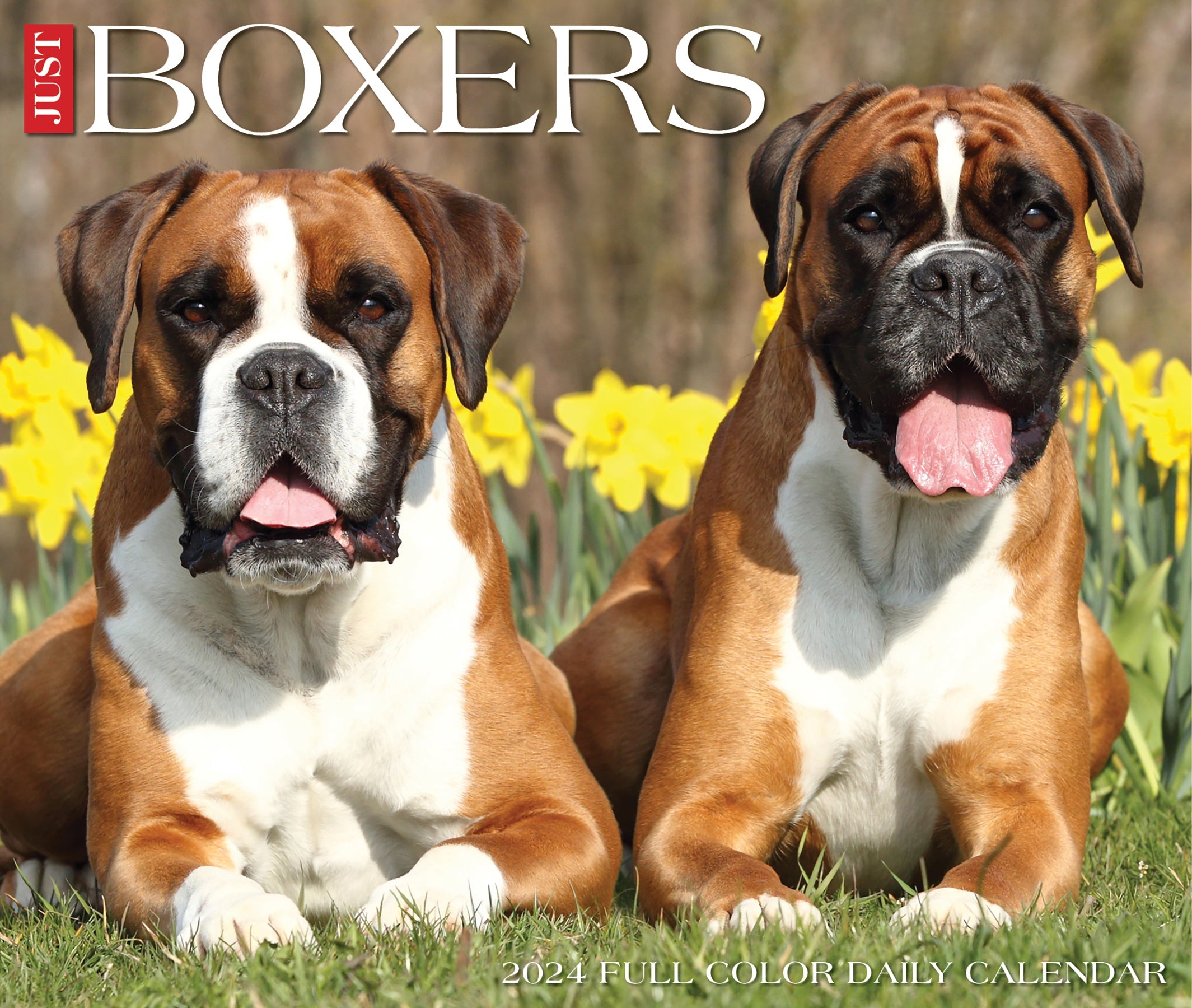 2024 Boxers - Daily Boxed Page-A-Day Calendar