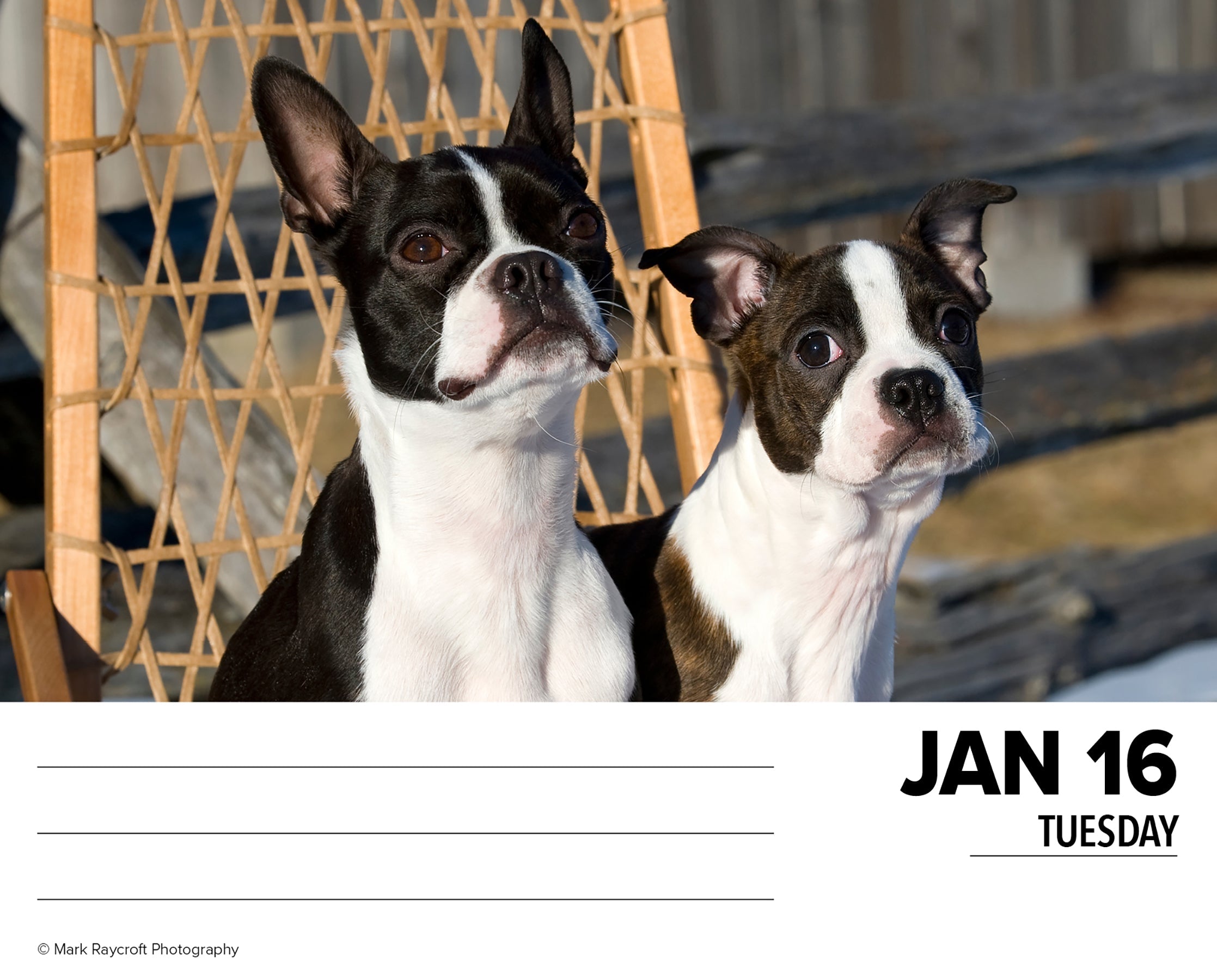 2024 Boston Terriers - Daily Boxed Page-A-Day Calendar