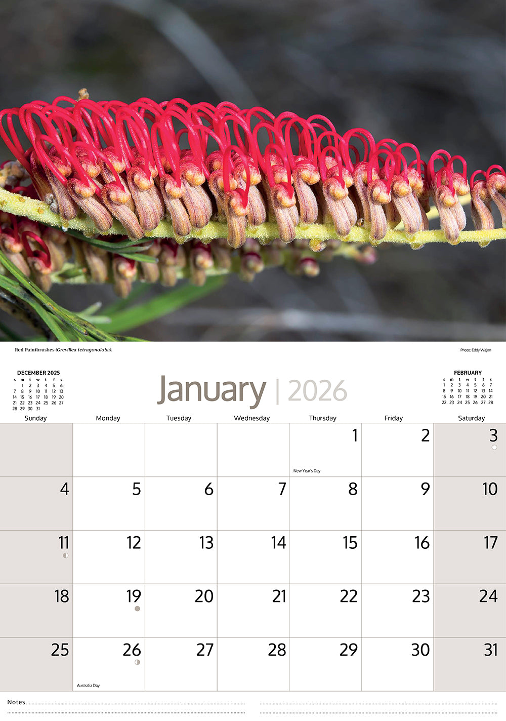 2026 Australian Wildflowers - Horizontal Wall Calendar