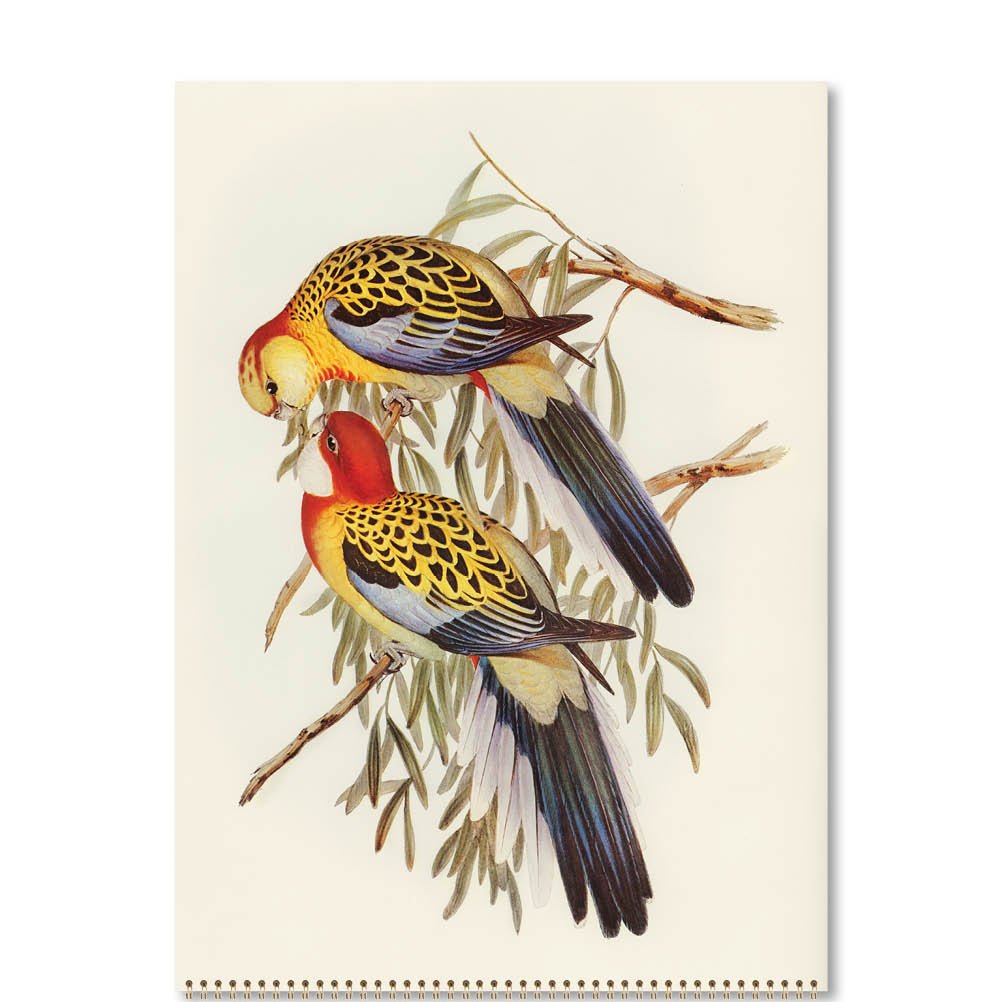 2026 Australian Birds - John Gould - Deluxe Wall Calendar
