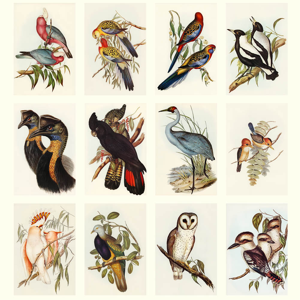 2026 Australian Birds - John Gould - Deluxe Wall Calendar