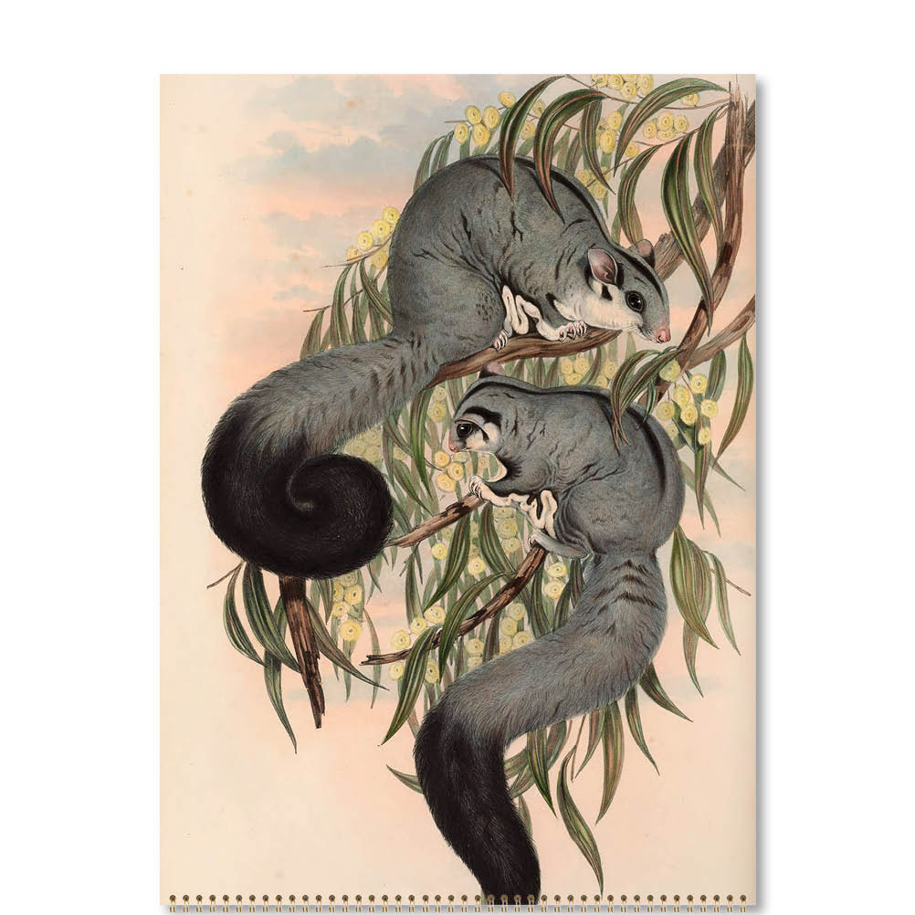 2026 Australian Mammals - John Gould - Deluxe Wall Calendar