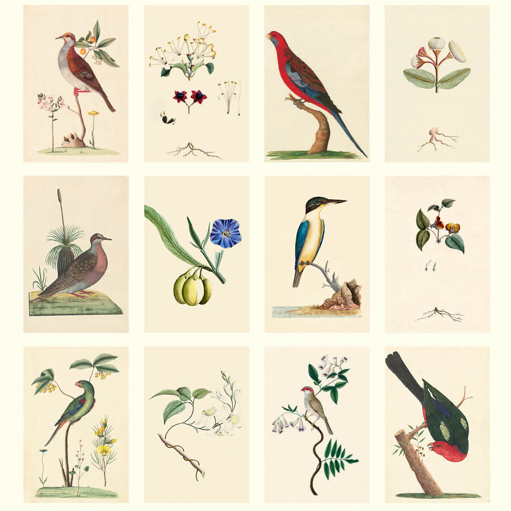 2026 First Fleet Art - Deluxe Wall Calendar