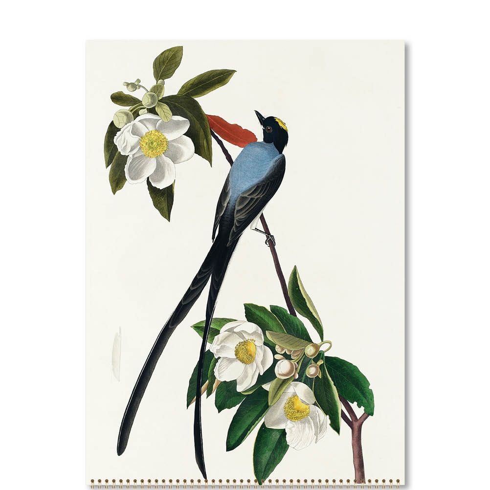 2026 Audubon's Birds - Deluxe Wall Calendar