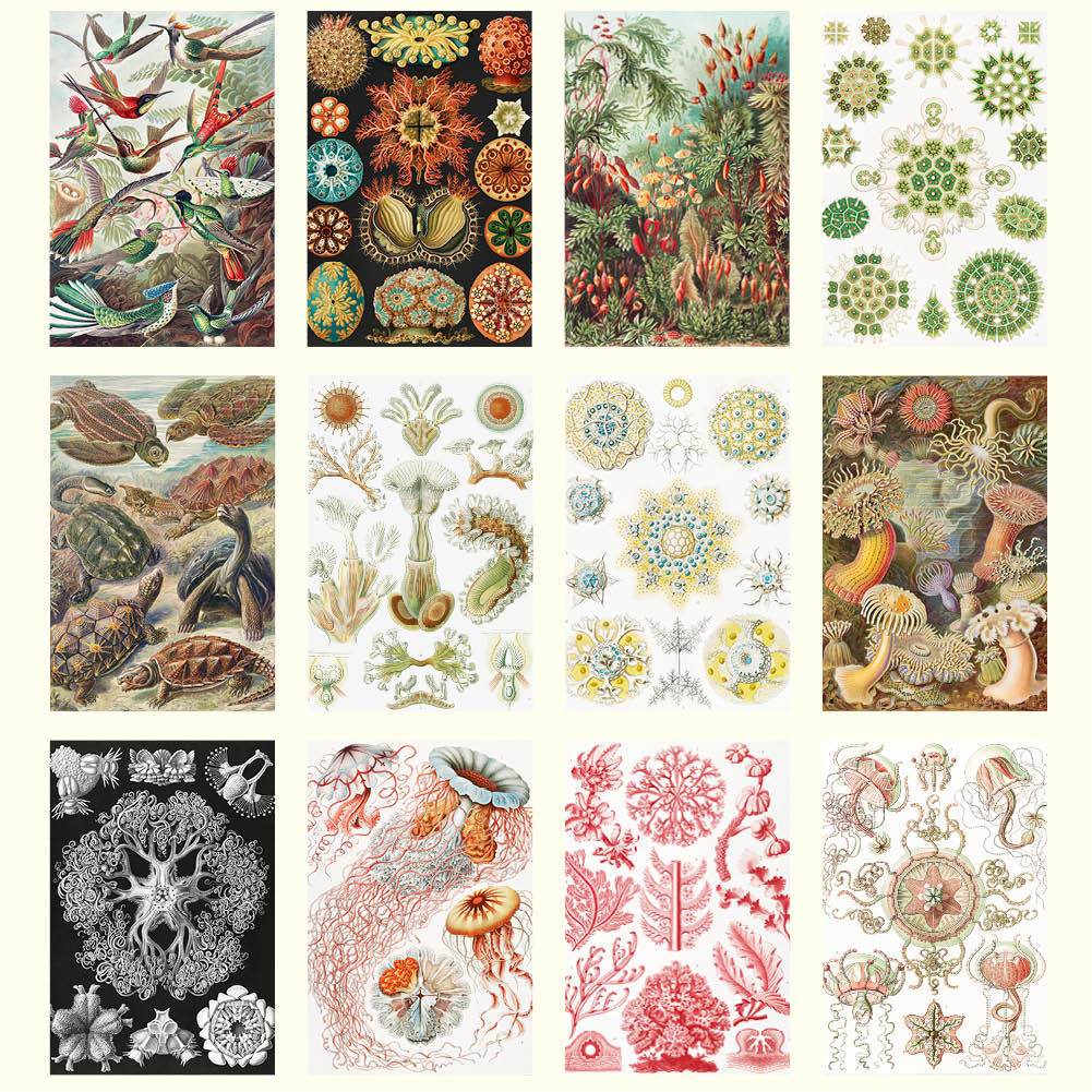 2026 Haeckel - Deluxe Wall Calendar