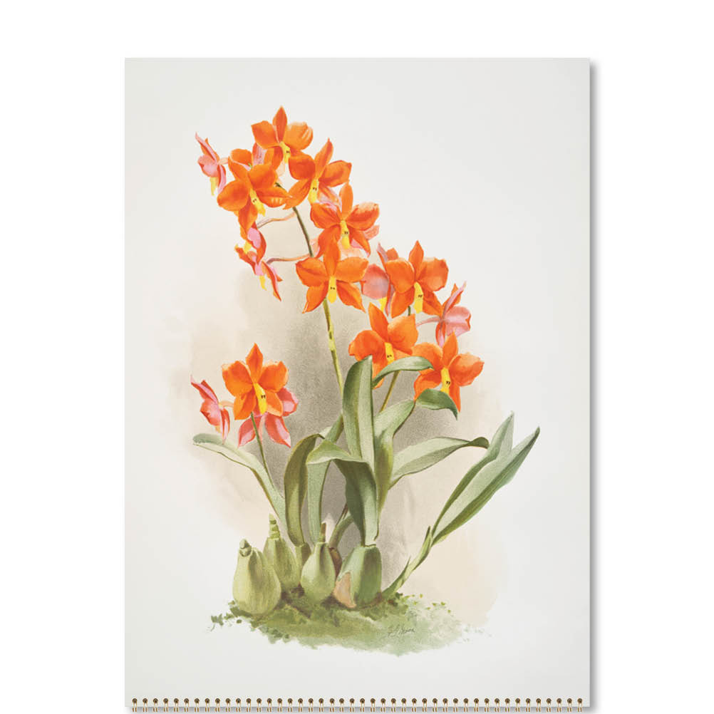 2026 Orchids - Deluxe Wall Calendar
