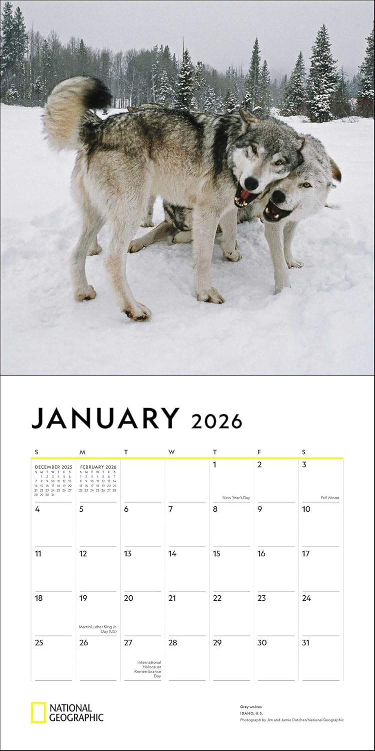 2026 Wolves: National Geographic - Square Wall Calendar