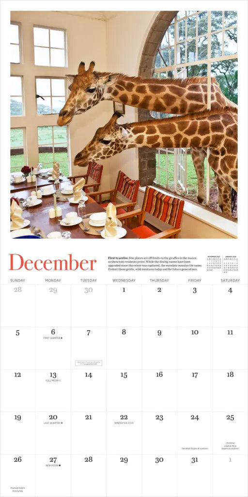 2027 Giraffe Manor - Square Wall Calendar