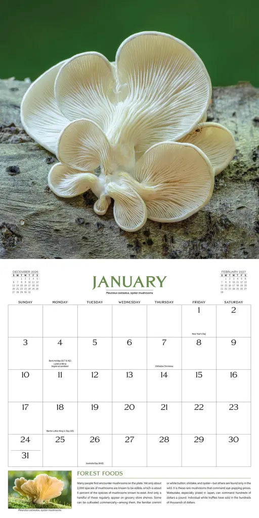 2027 Wondrous World of Mushrooms - Square Wall Calendar
