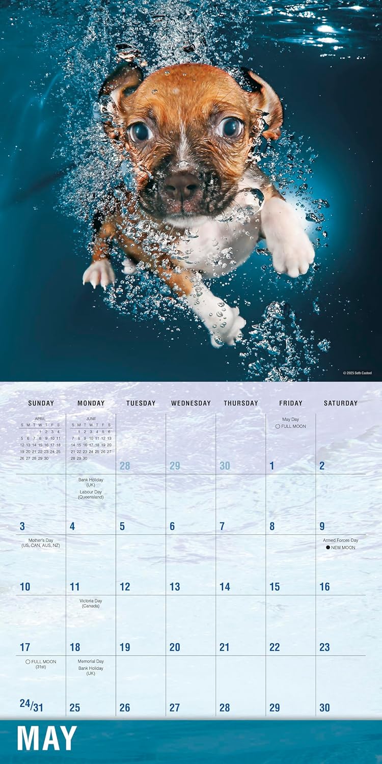 2026 Underwater Dogs - Square Wall Calendar