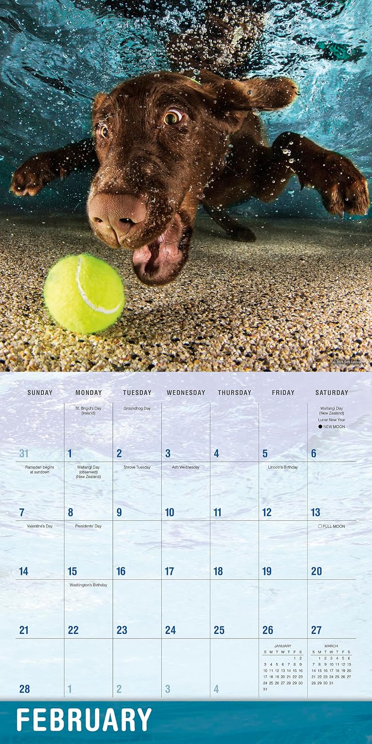 2027 Underwater Dogs: Seth Casteel - Square Wall Calendar
