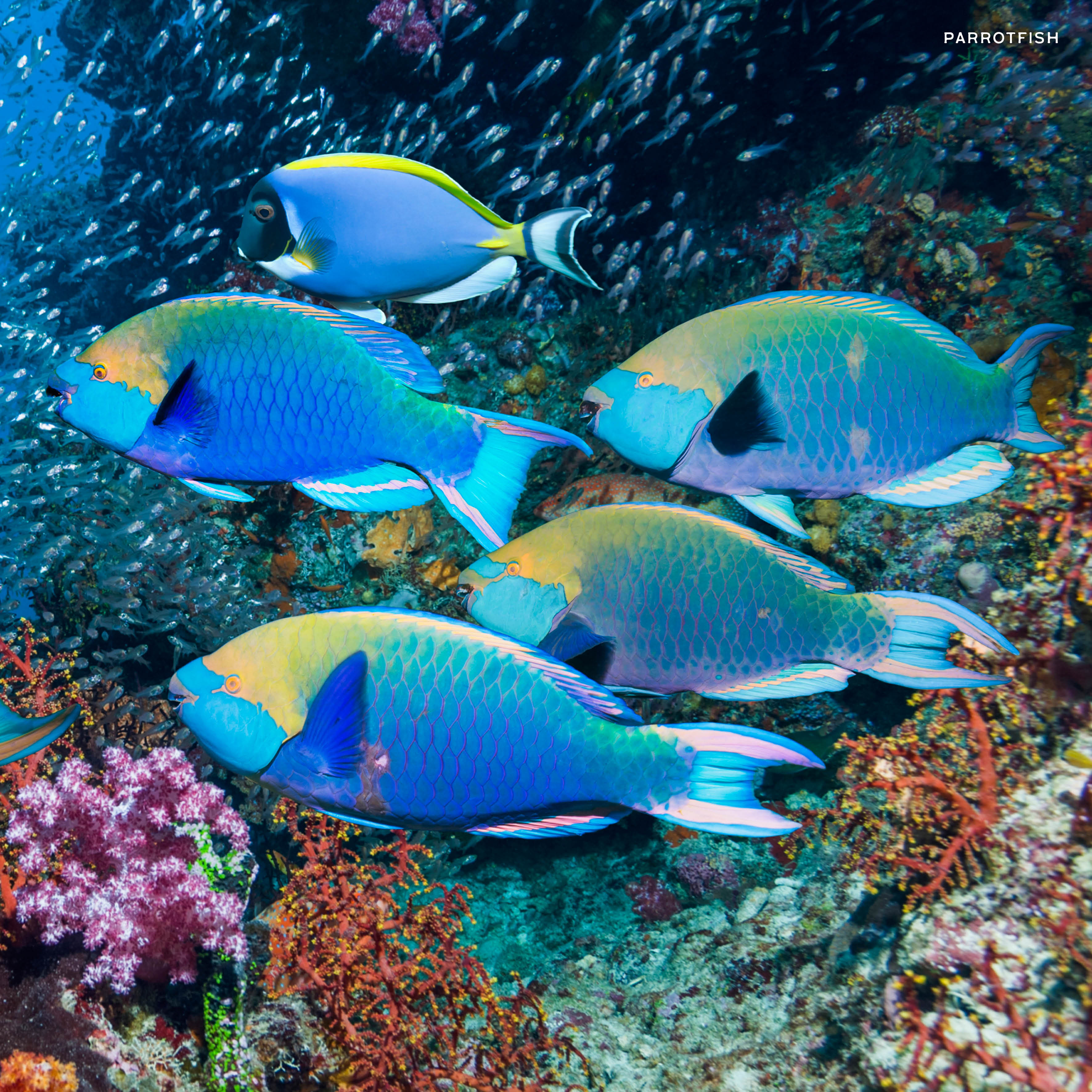 2026 Colourful Ocean Animals - Square Wall Calendar