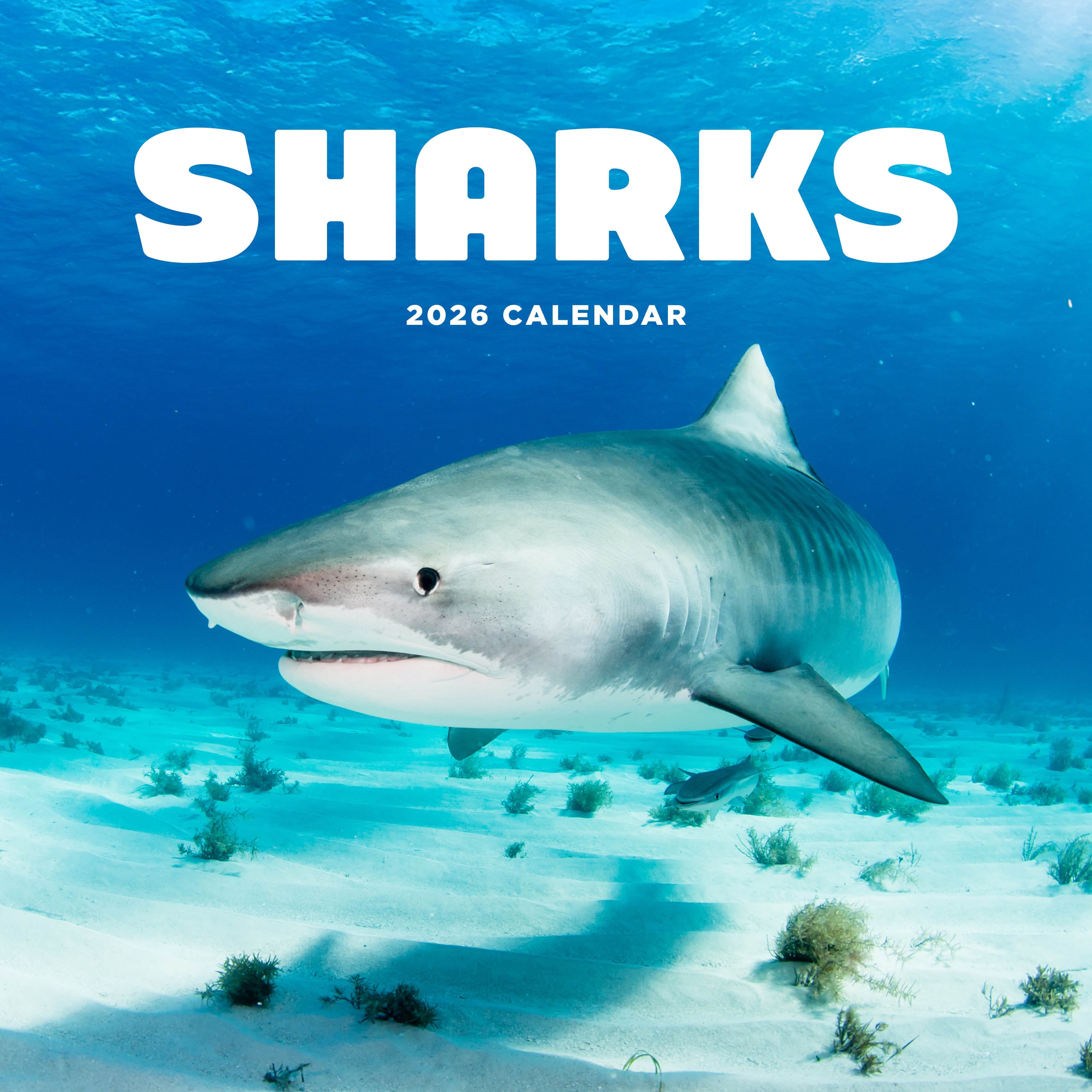 2026 Sharks - Square Wall Calendar